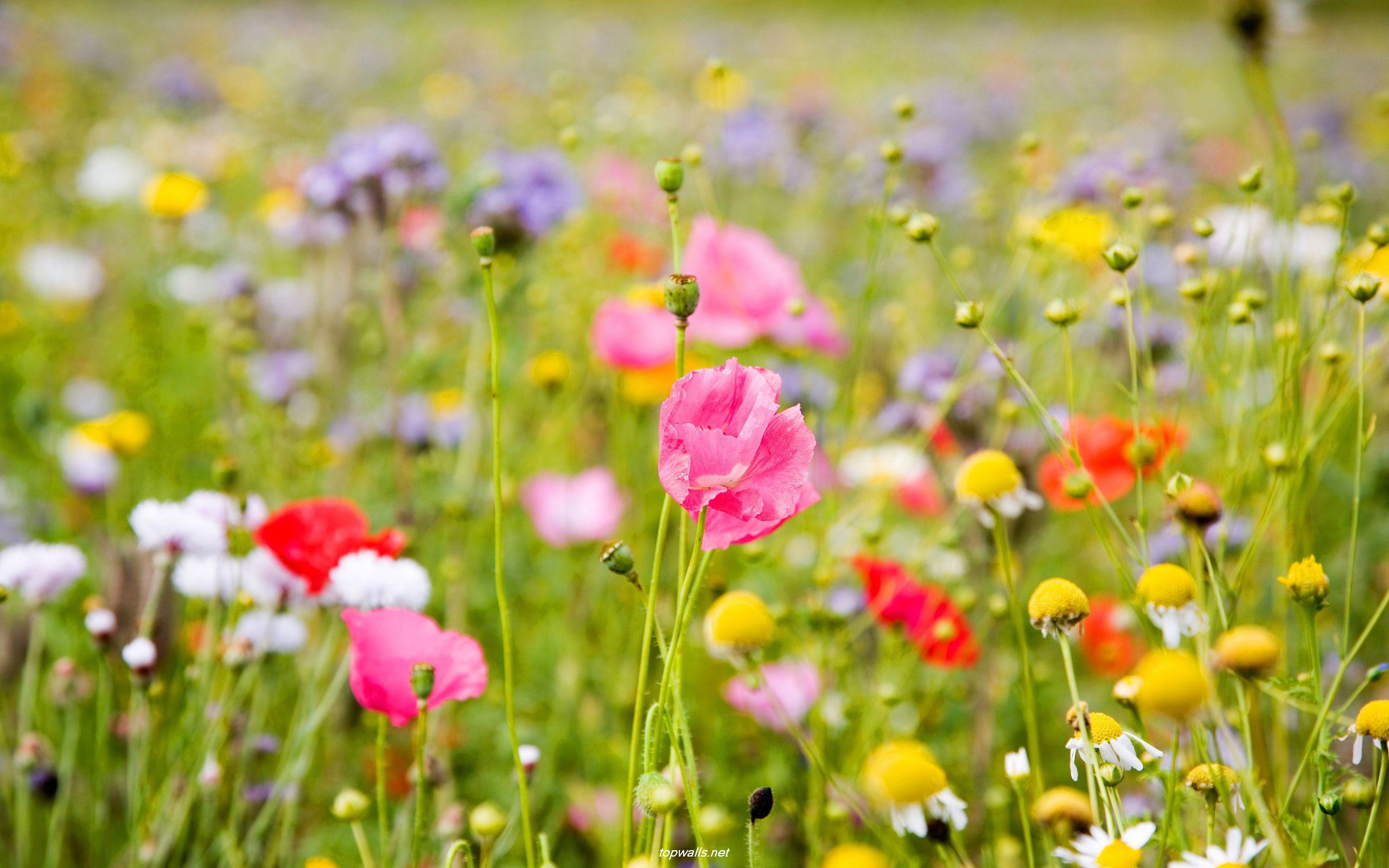 Flowering meadow Wallpaper