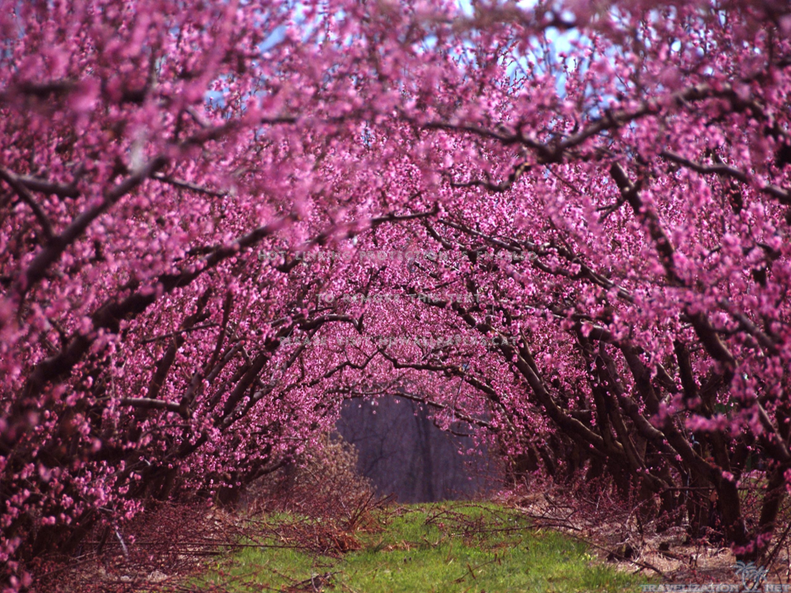 beautiful spring flowers springtime nature