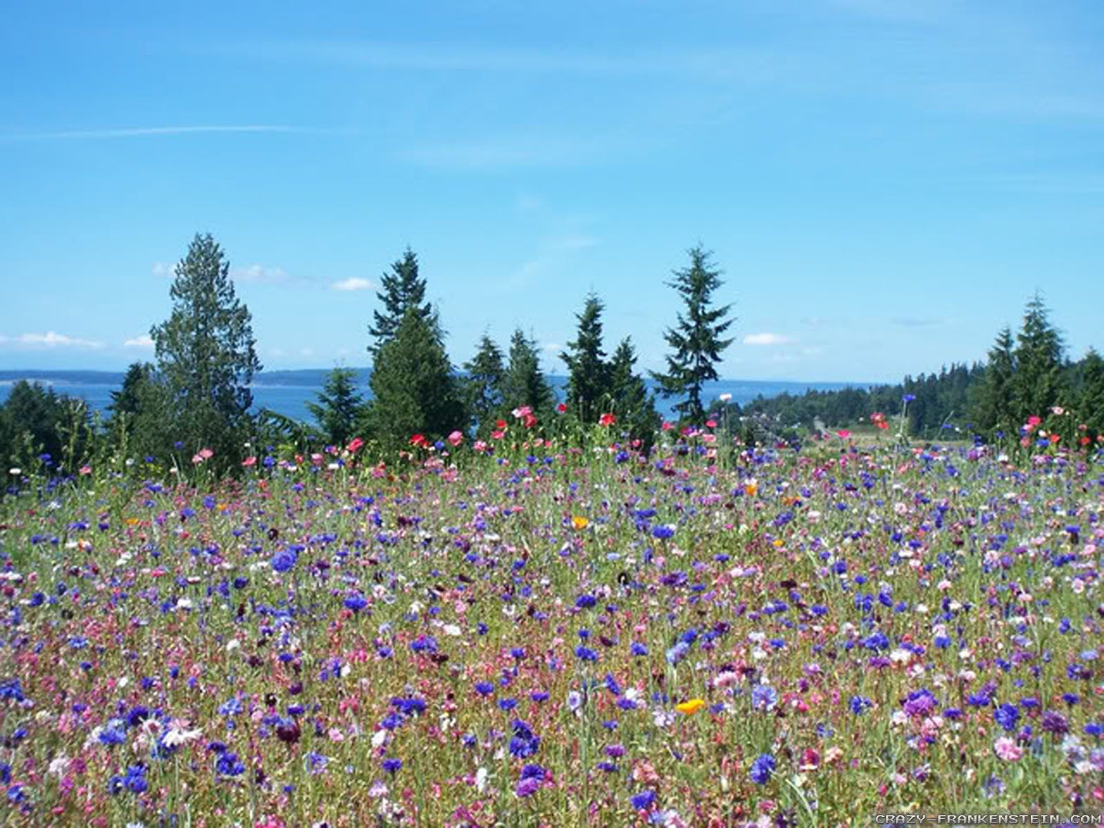 Country Meadow Wallpapers Wallpaper Cave