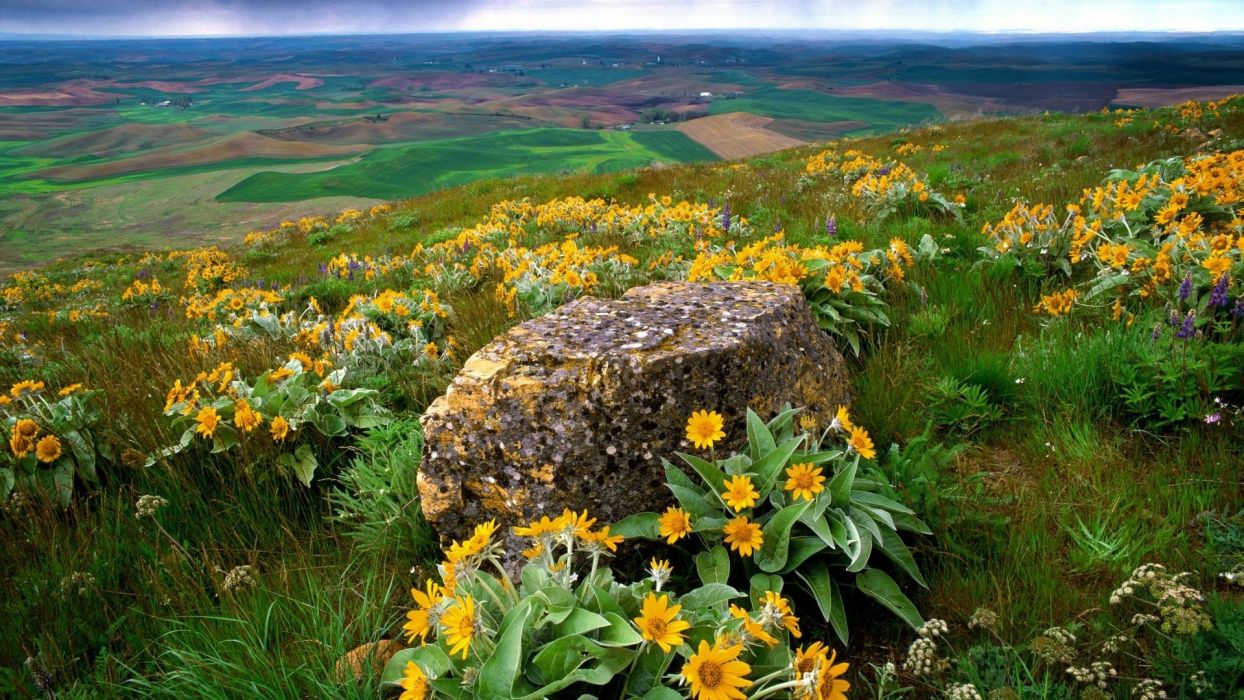 Flowers fields rocks Country Washington farm yellow flowers