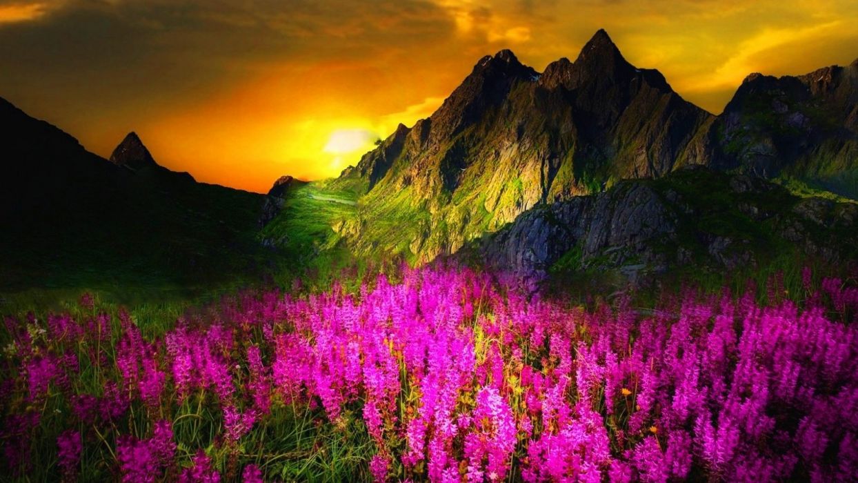 Sunsets Beautiful Spring Sunshine Yellow Flowers Sunset Clouds Fuchsia Mountain Grass Lupins Cliffs Green Sky Wallpaperx900