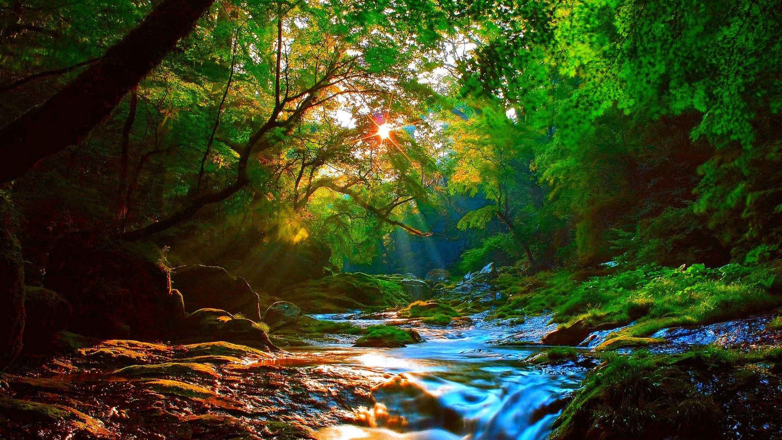 Sunrise Beautiful Mountainous River Forest With Green Trees, Rocks