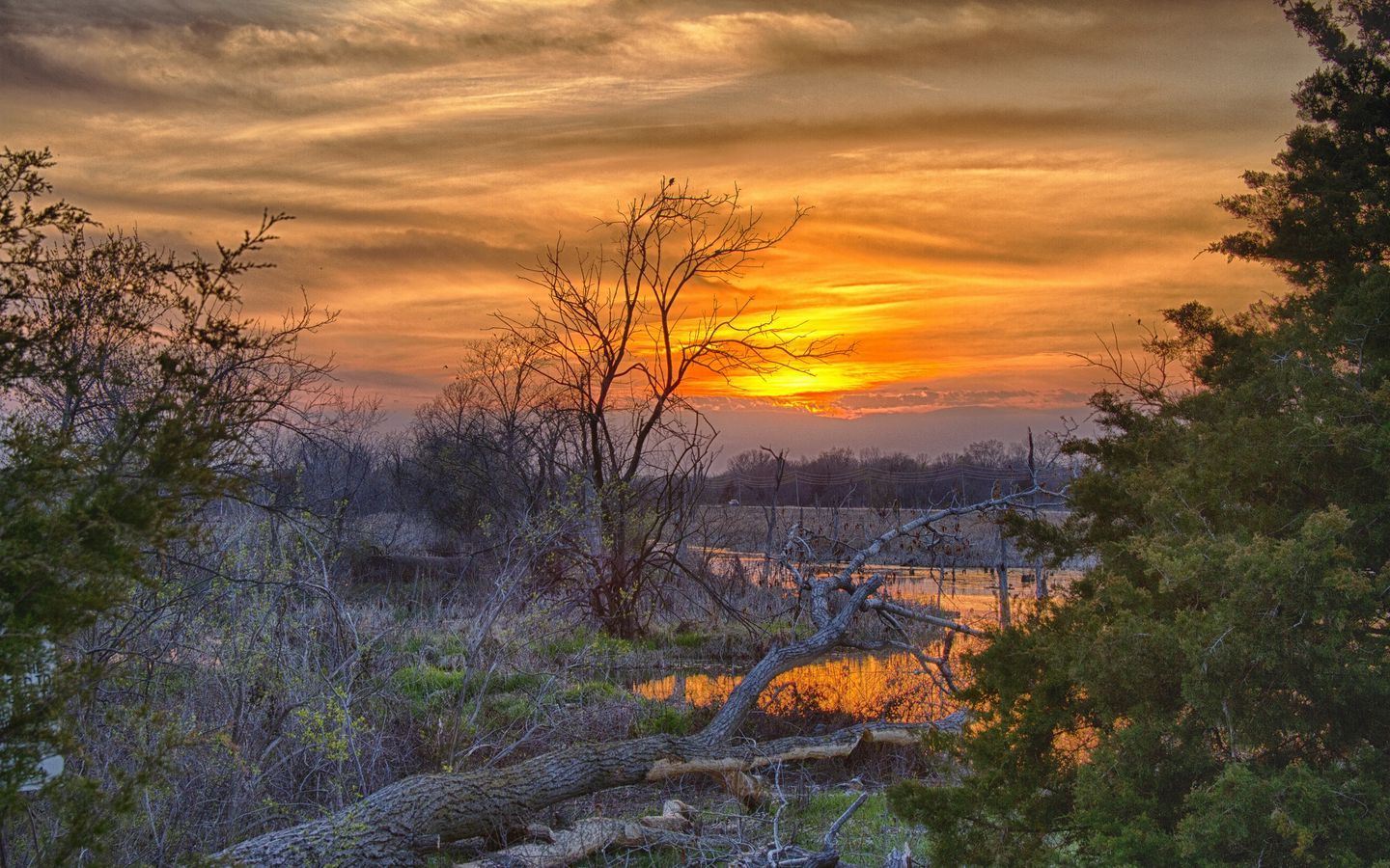 Download wallpaper 1440x900 spring, trees, herbs, young, water, sunset, reflection, beam widescreen 16:10 HD background