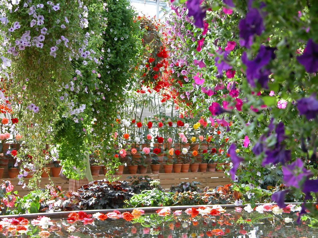 beautiful wallpapers of flower gardens