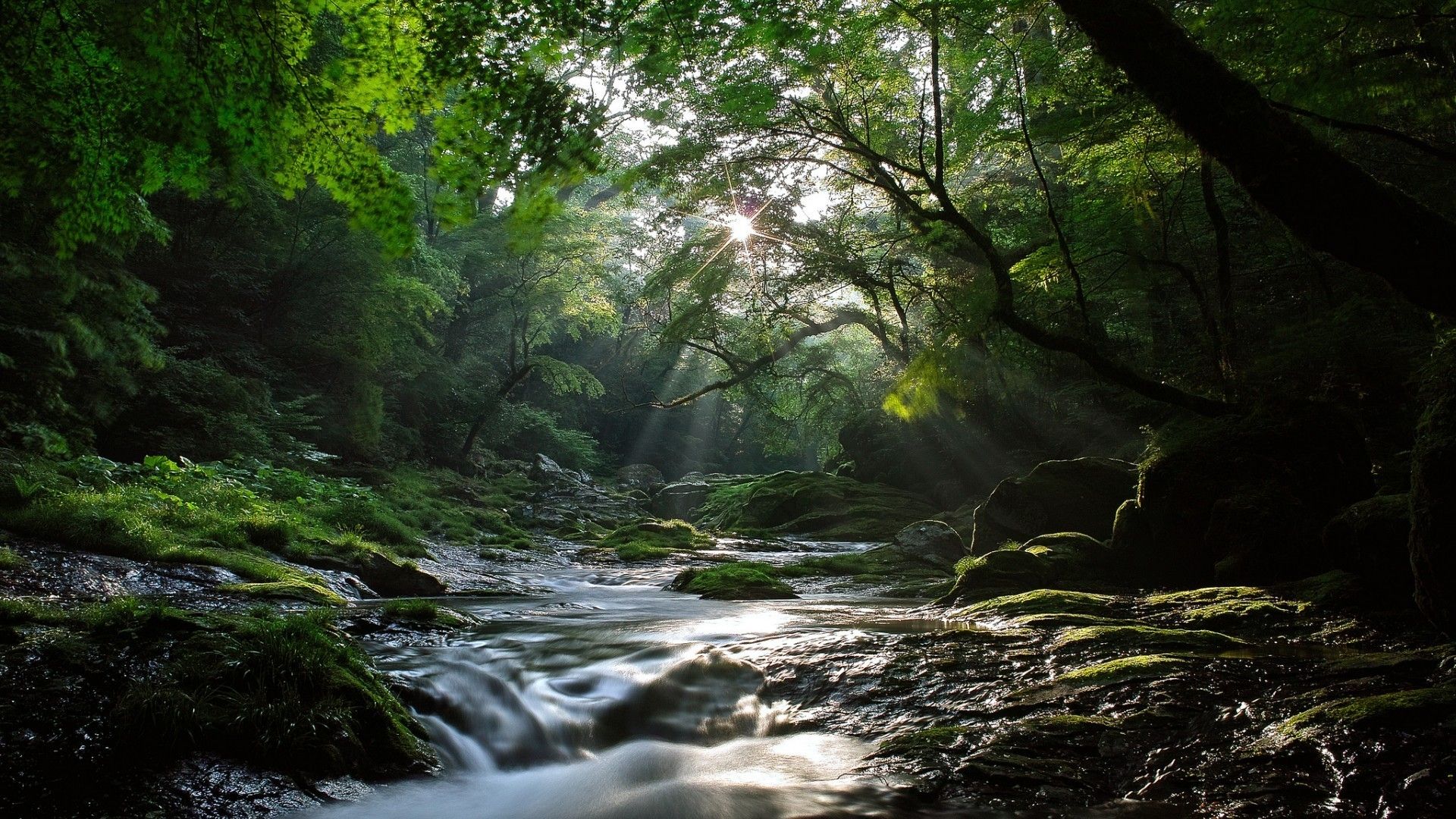 River in Forest Wallpaper