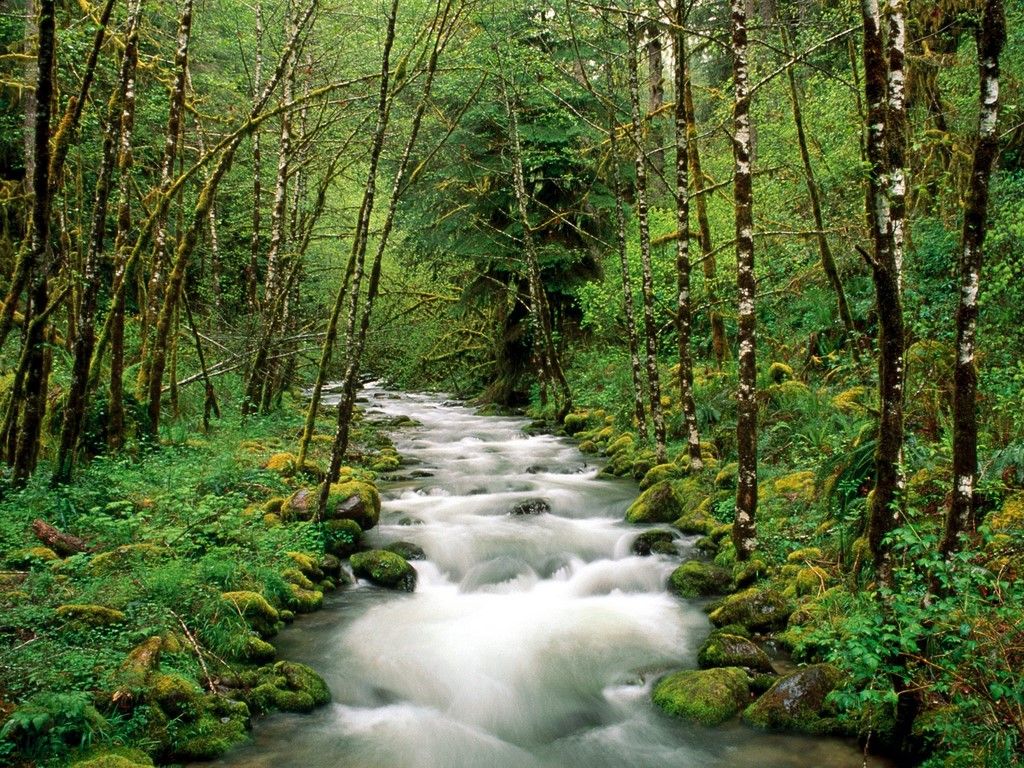 River in Forest Wallpaper