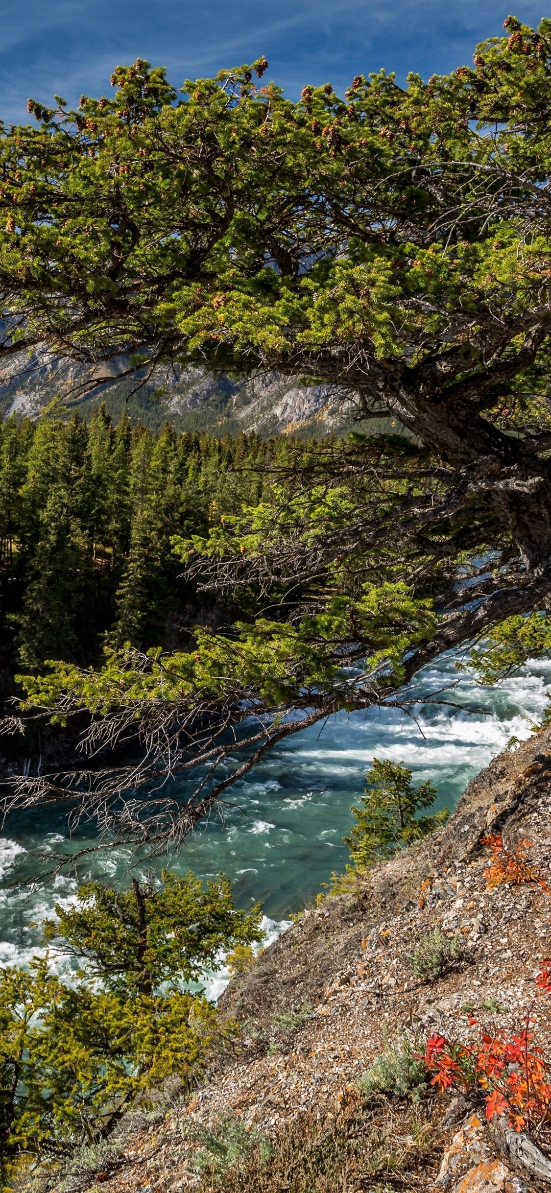 Canada, Alberta, Bow River, forest, trees 1125x2436 iPhone 11 Pro