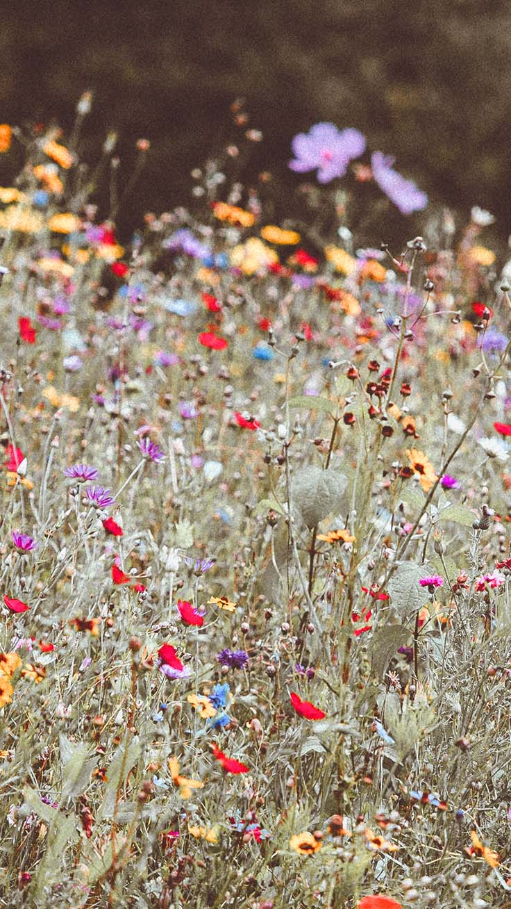 Celebrating Summer with 21 Wildflower iPhone Wallpaper. Preppy