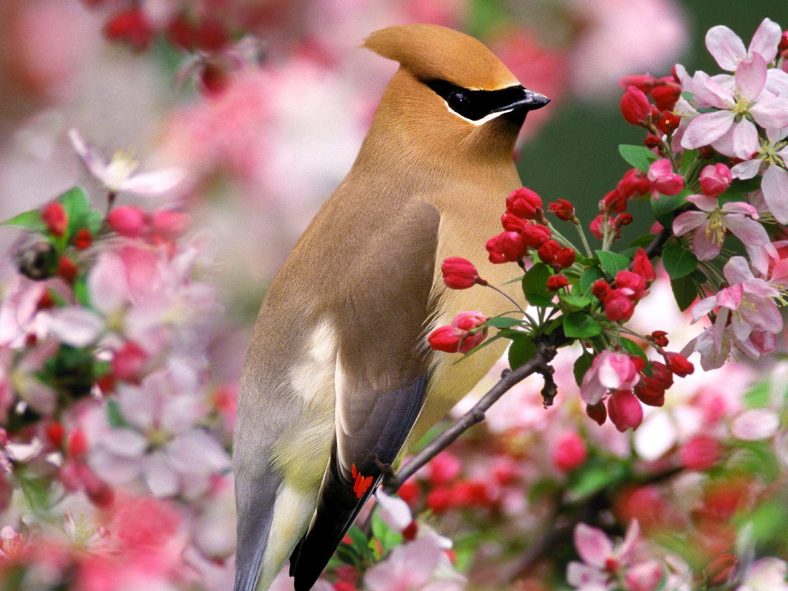 Free download for flower lovers Flowers desktop wallpaper