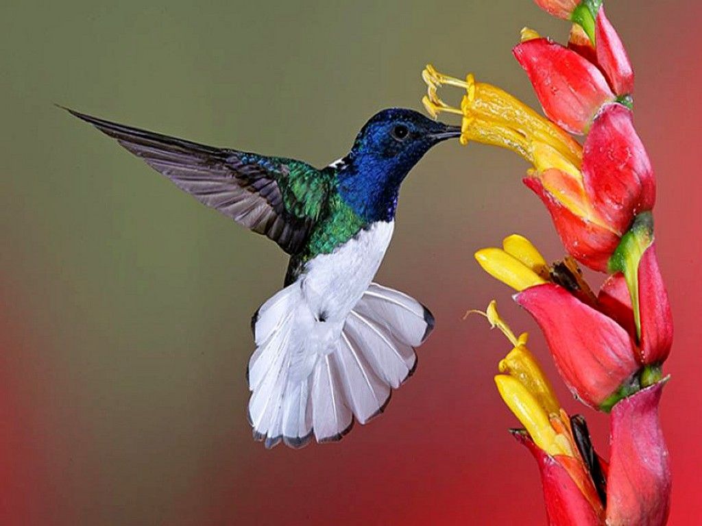 flowers for flower lovers.: Flowers and birds beautiful wallpaper