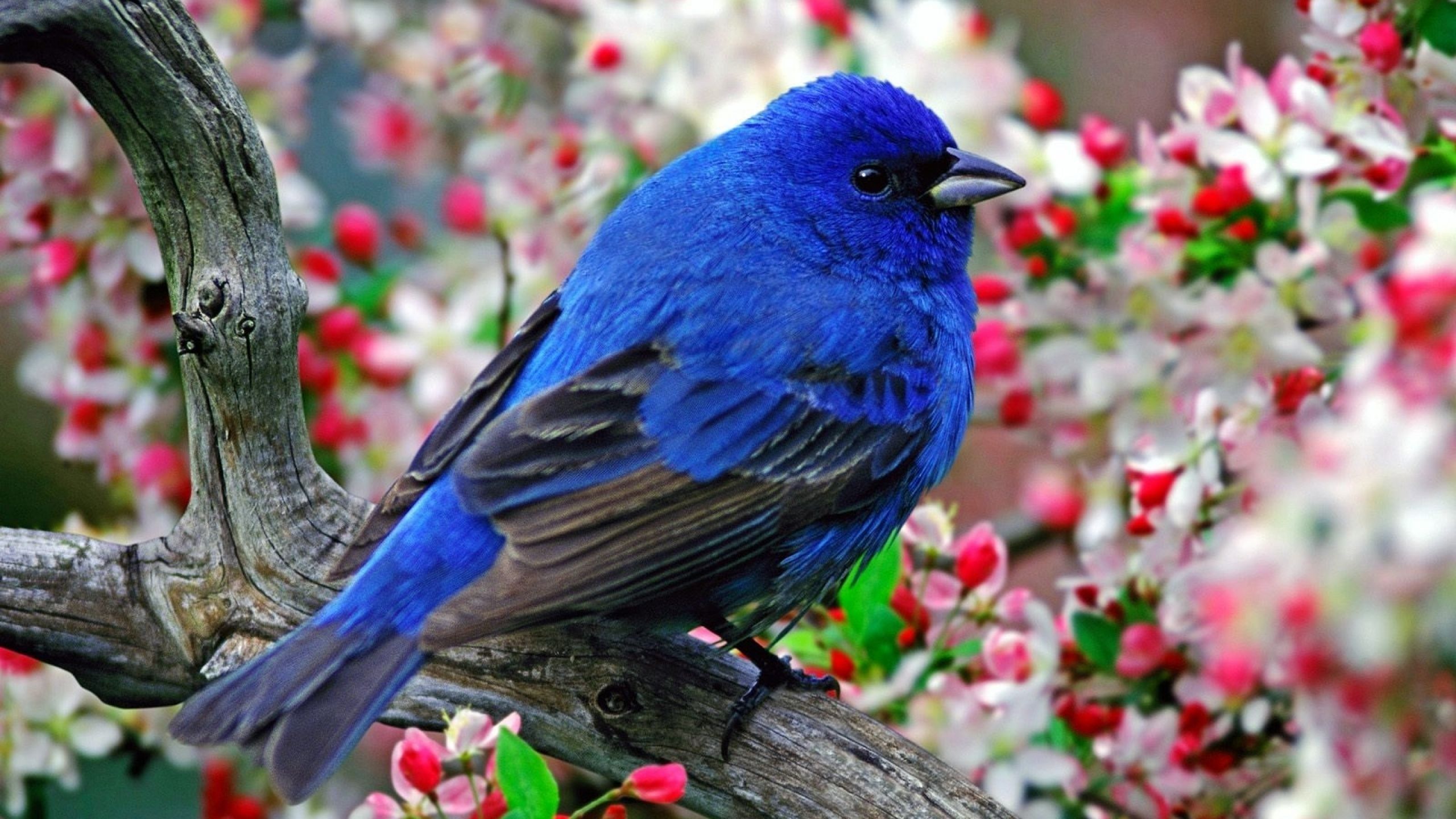Download 2560x1440 Blue Bird, Branch, Flowers Wallpaper for iMac