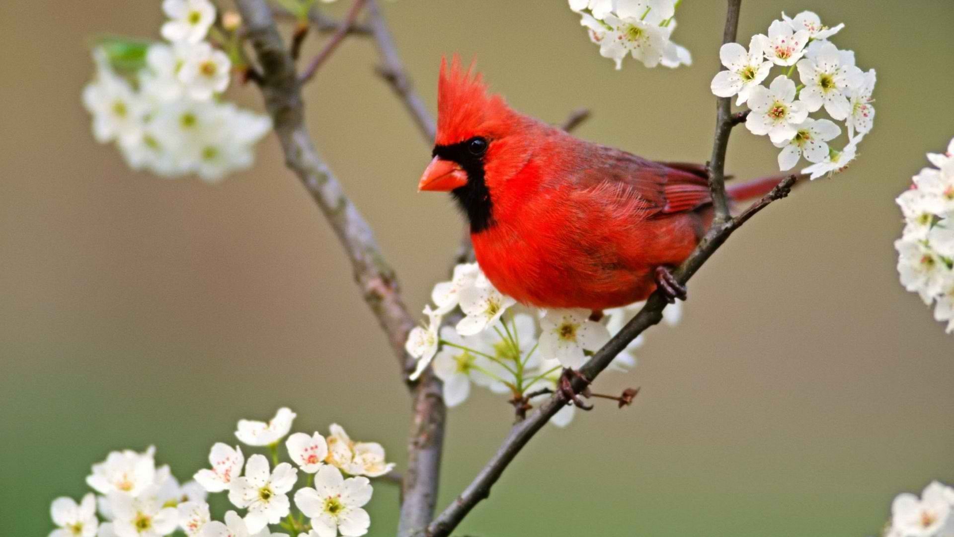 Birds blossoms cardinal white flowers Northern Cardinal wallpaper