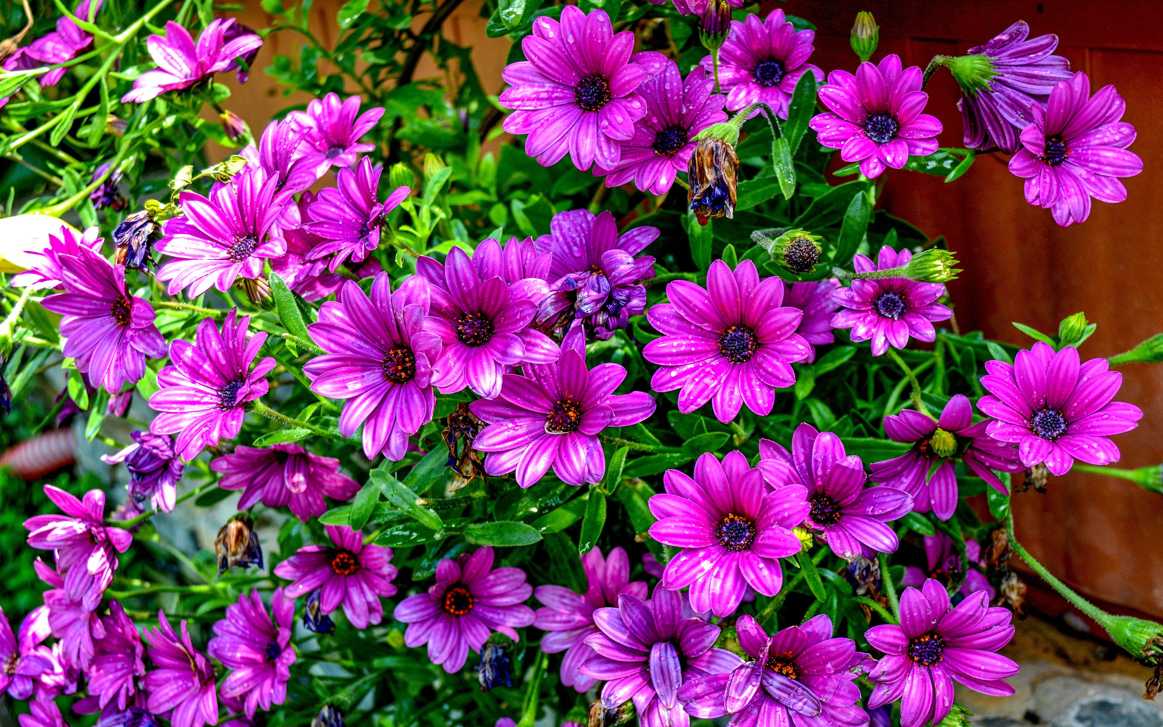 Osteospermum Wildflower Purple Flower Year Plant 4k Ultra HD