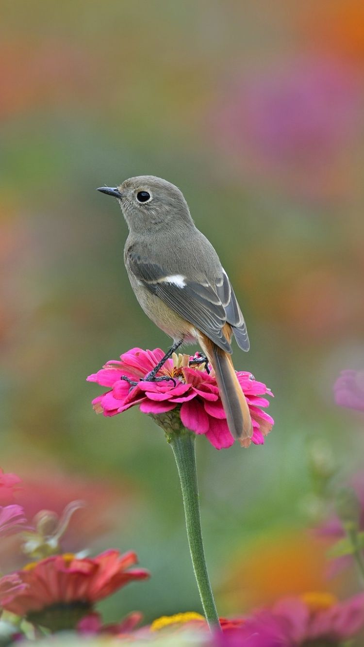 Flowers And Birds In Nature Wallpaper