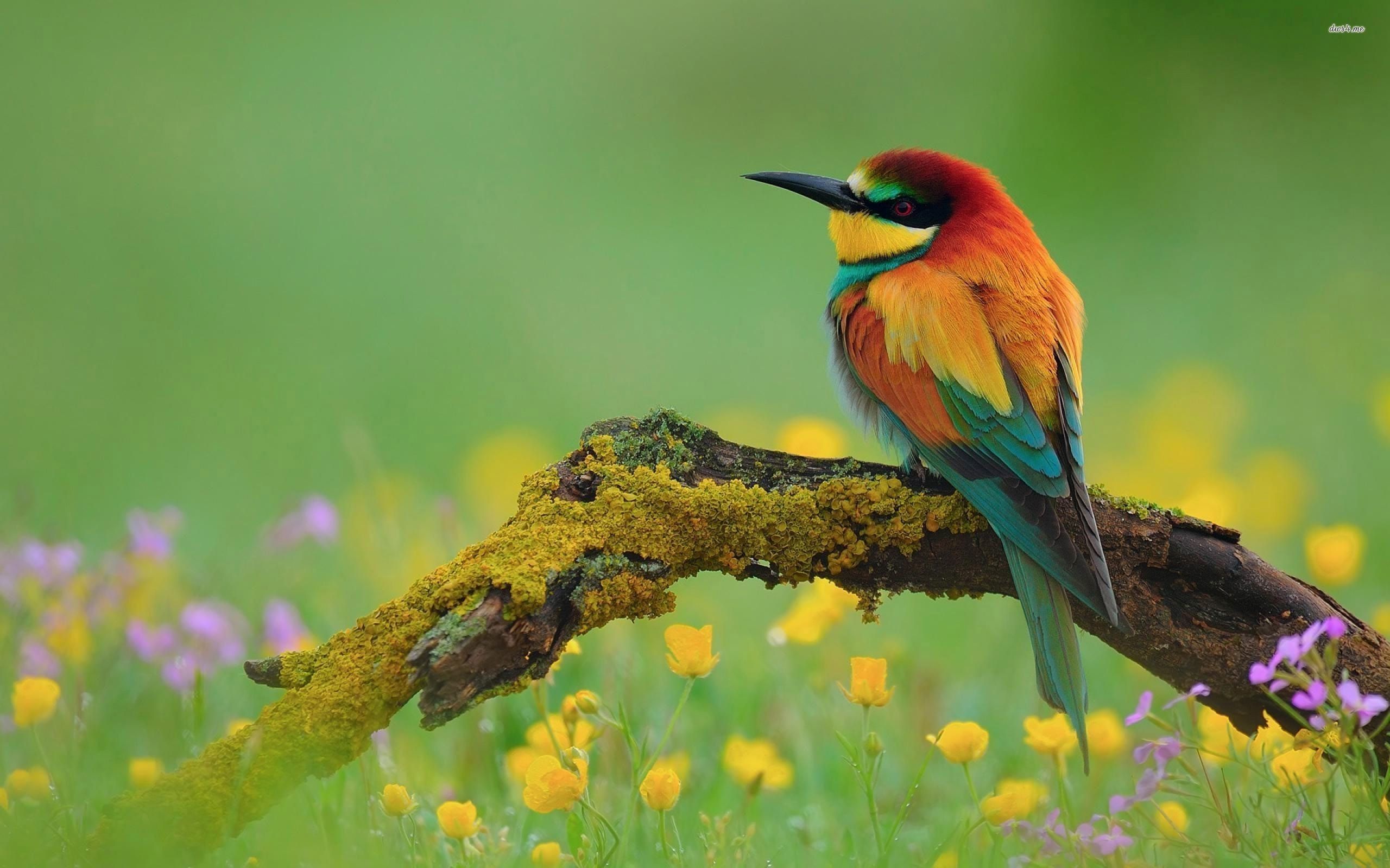 Branch Birds Wallpaper