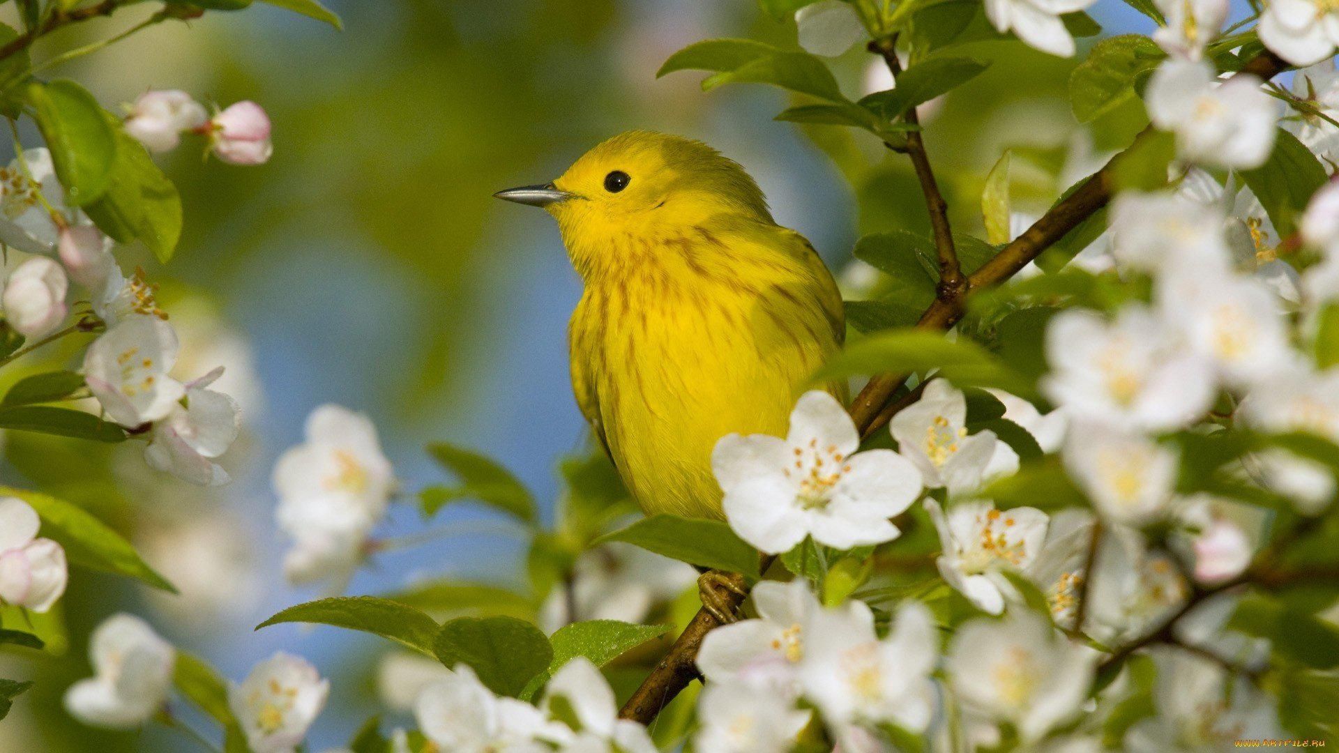 Warehouse backgroundx1080 pix. wide. Birds and flowers