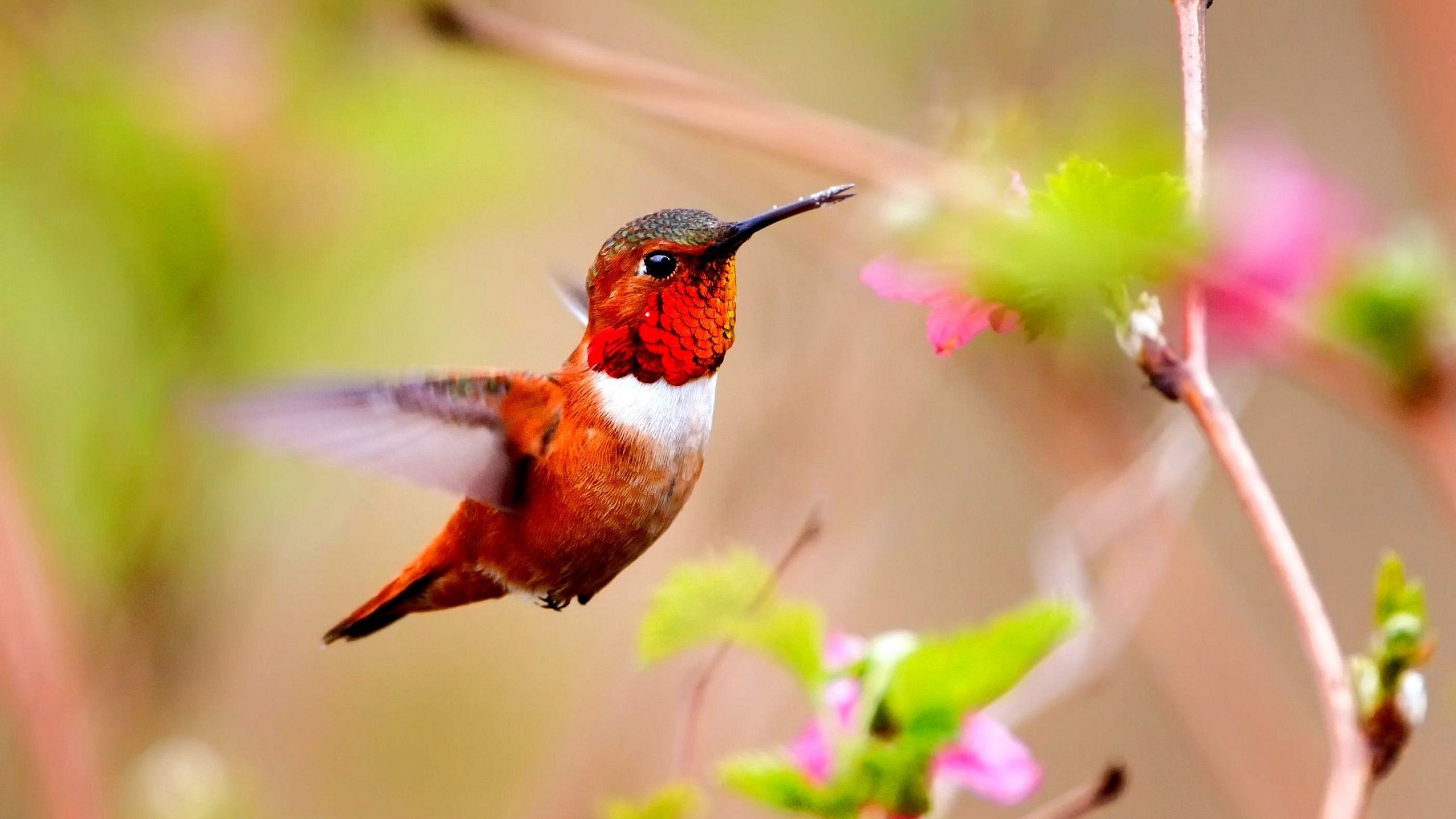 Colorful Hummingbird and Flower Wallpaper and Birds