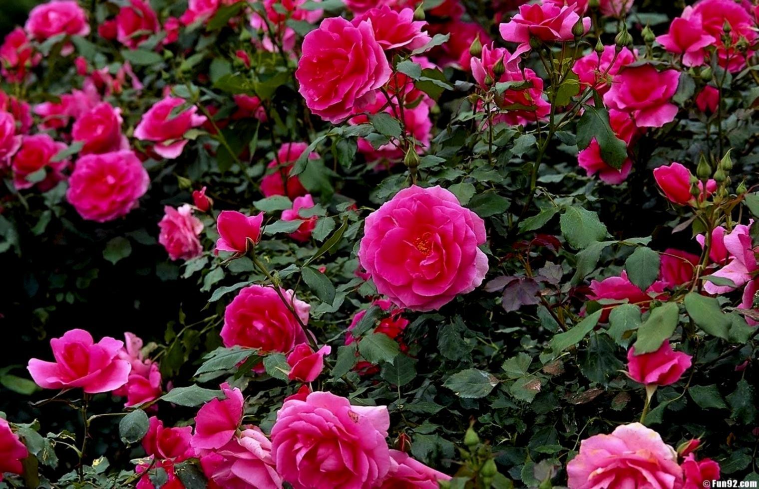 Garden Rose Flower Wallpaper Free Garden Rose Flower