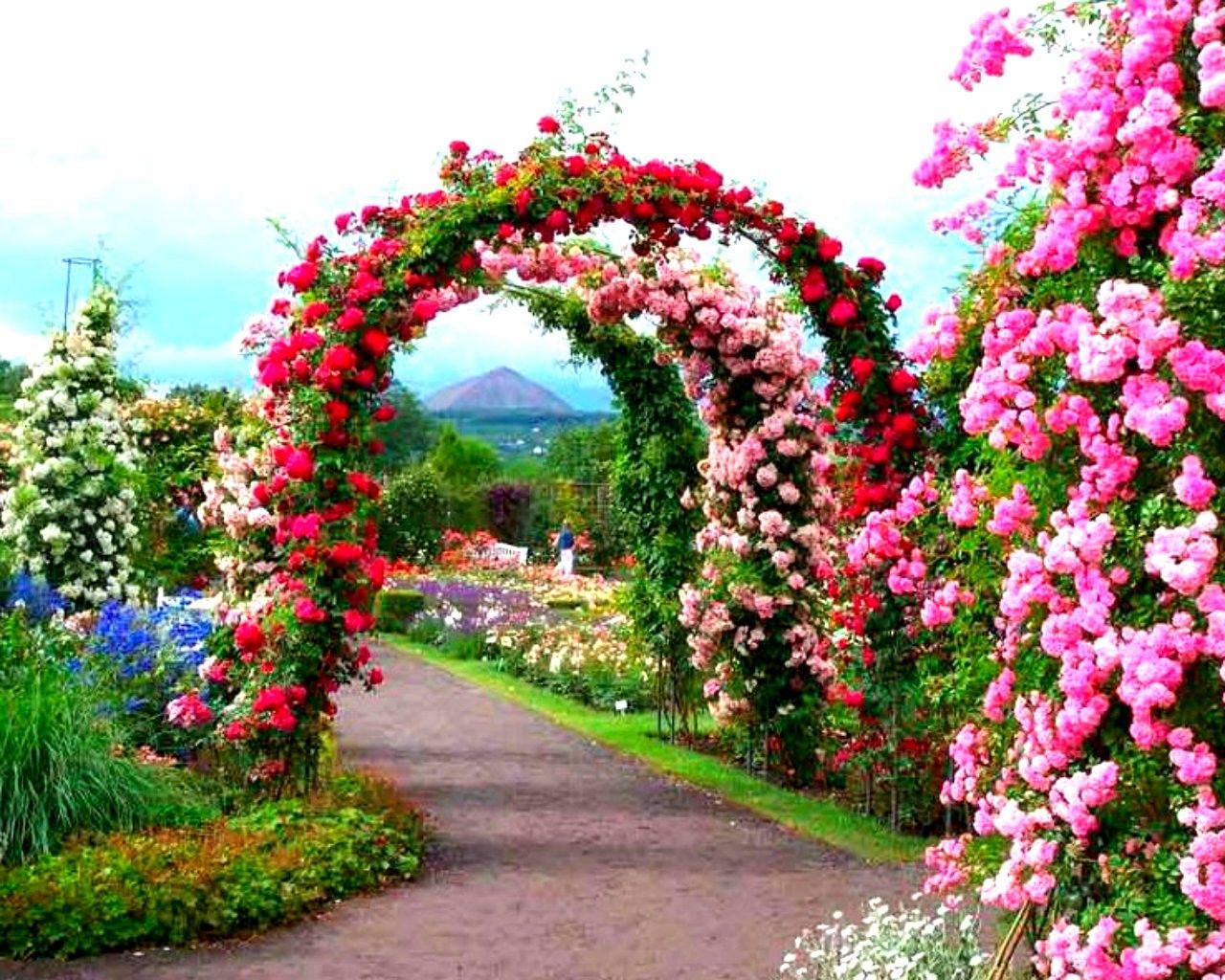 Beautiful Rose Garden Wallpaper Rose Garden Background