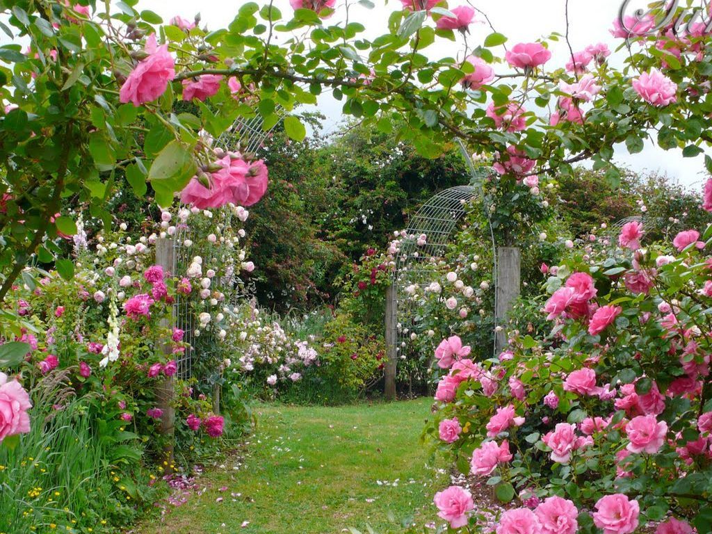 Free Rose Garden Wallpaper For Android. Flower