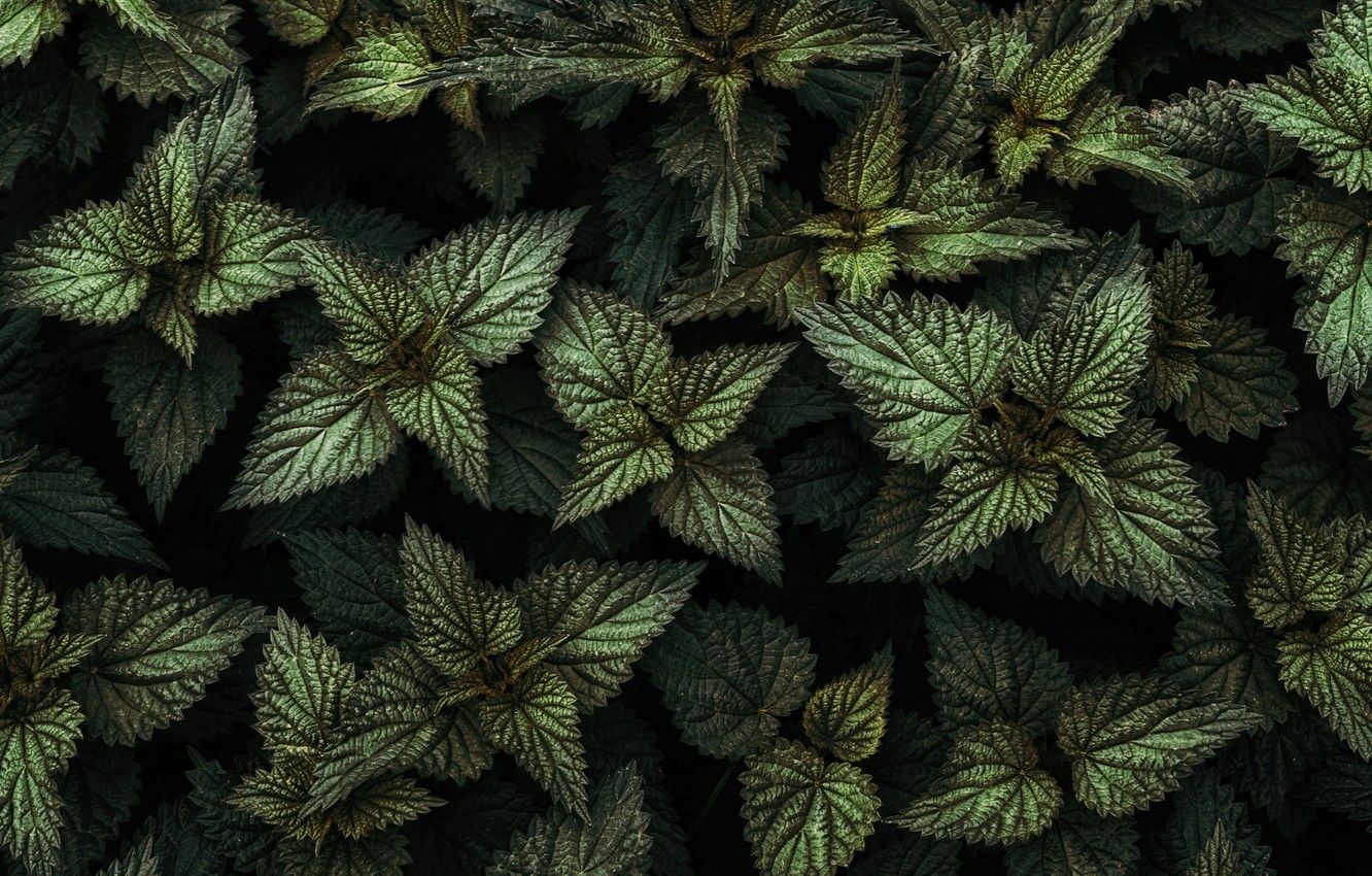 Wallpaper green, nature, leaves, plants, 4k ultra HD background