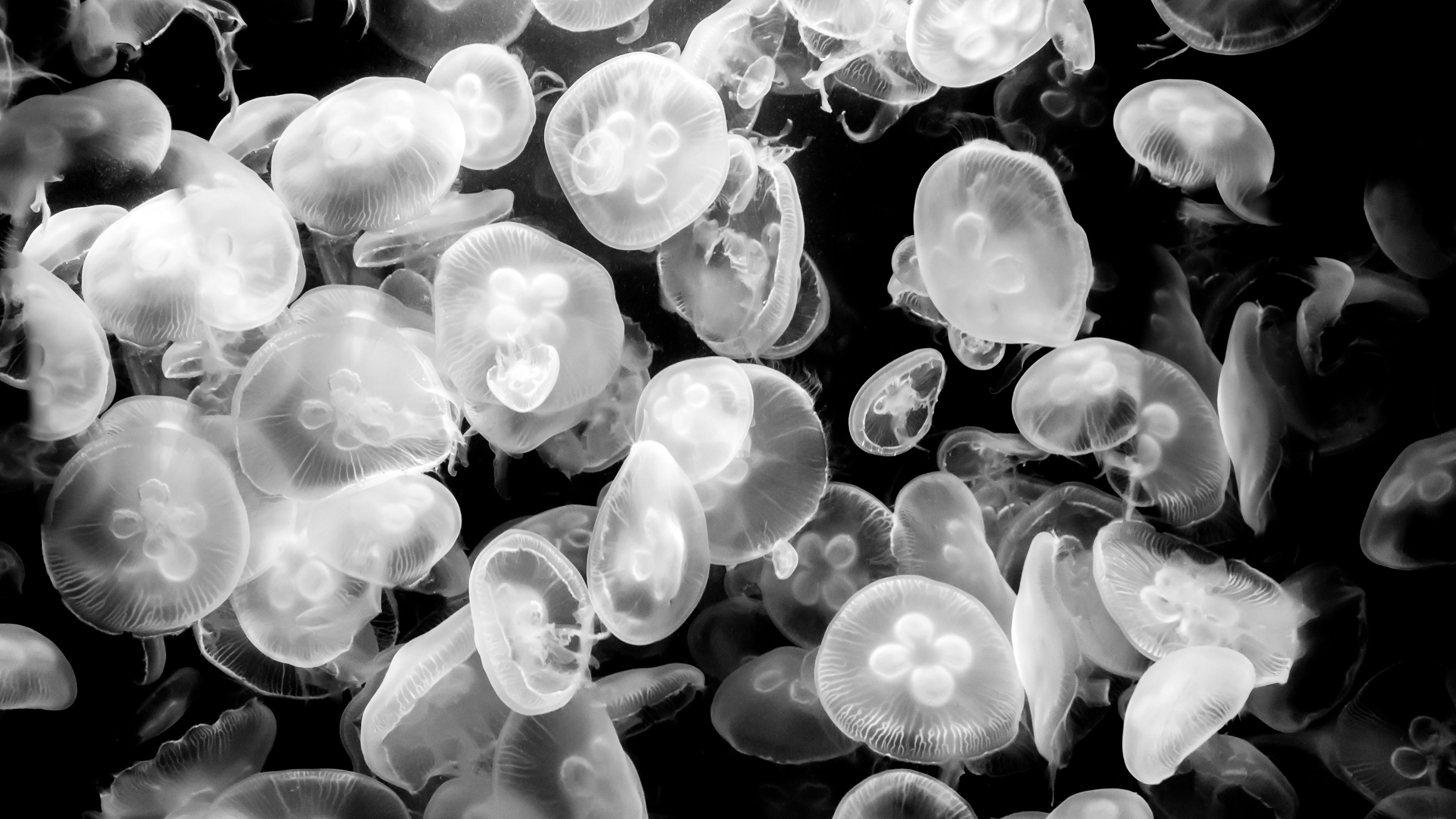 Jellyfish Medusozoa Black White 4K Ultra HD Desktop Wallpaper