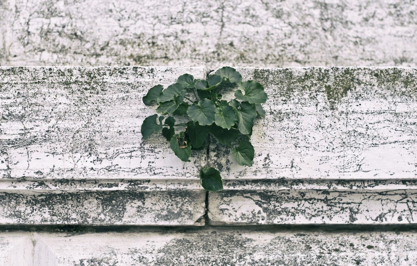 Wallpaper green, wall, white, rustic, style, leaves, textures