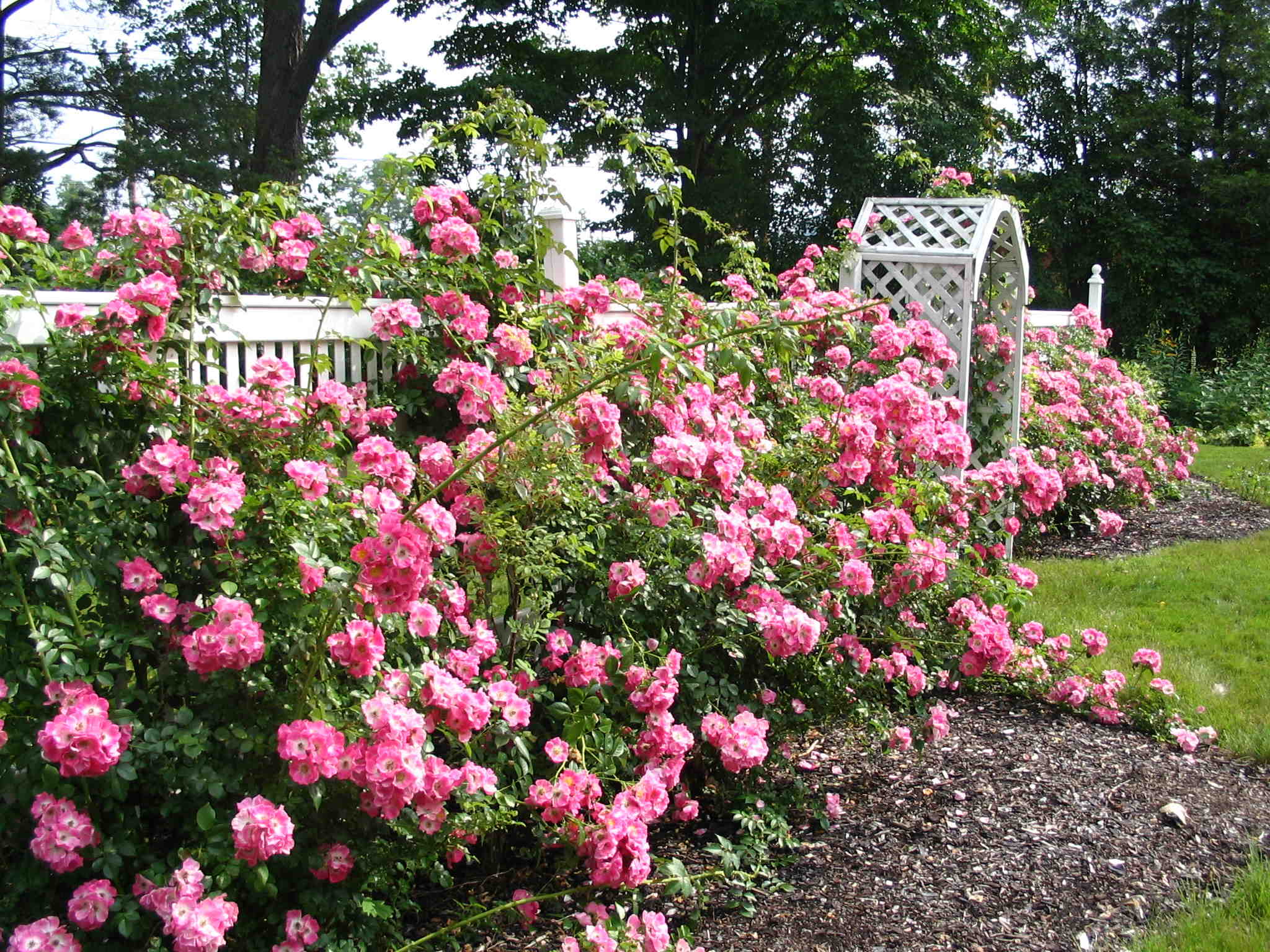 Flowers Rose Garden 2048x1536