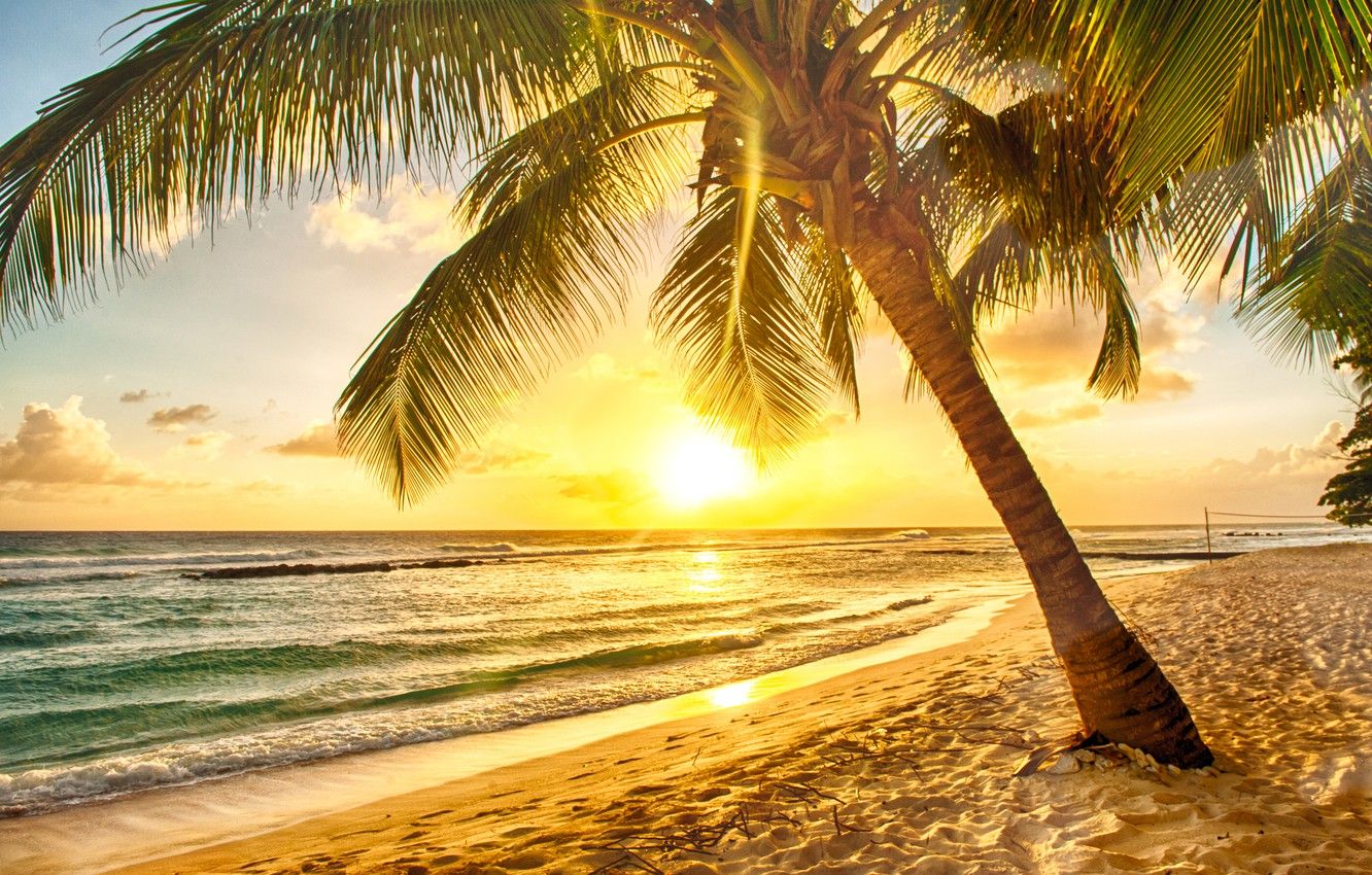 Wallpaper sand, sea, beach, sunset, tropics, palm trees, shore