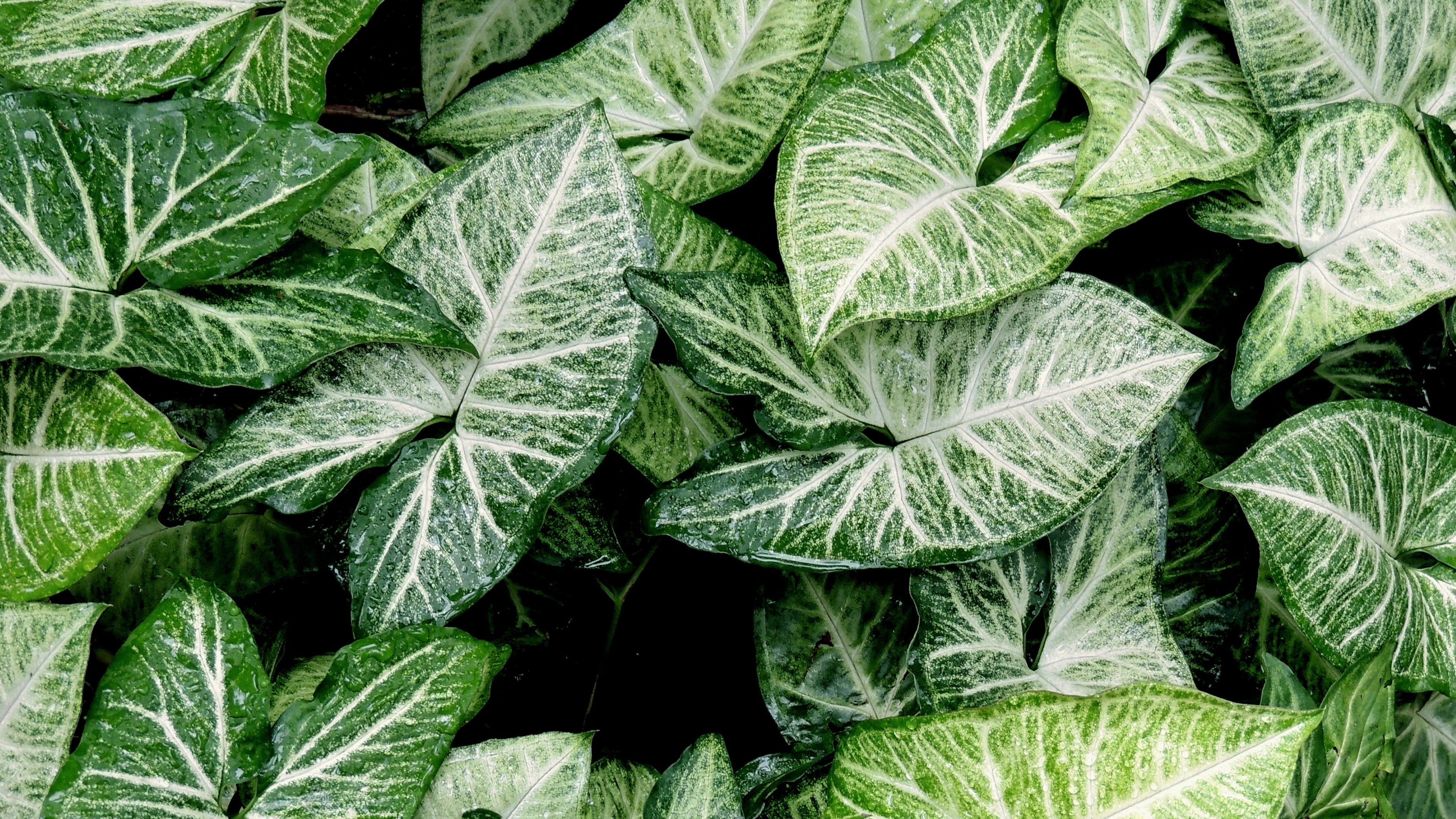 Green and White Leaves 4k Ultra HD Wallpaper. Background Image