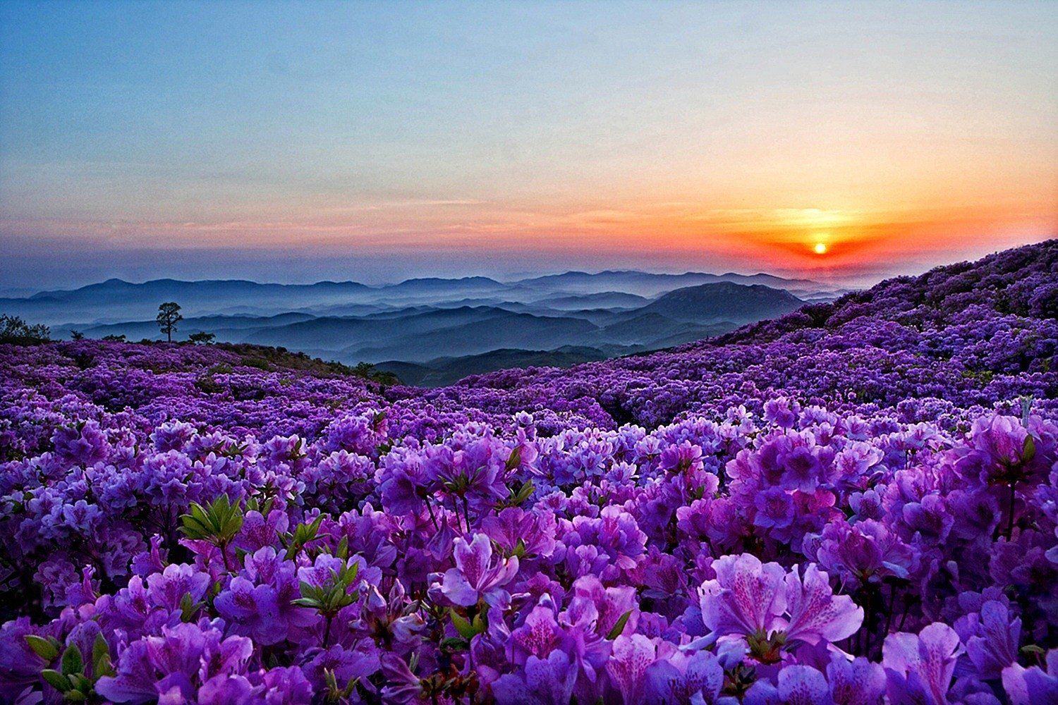 Spring Flowers in the Mountains Wallpaper