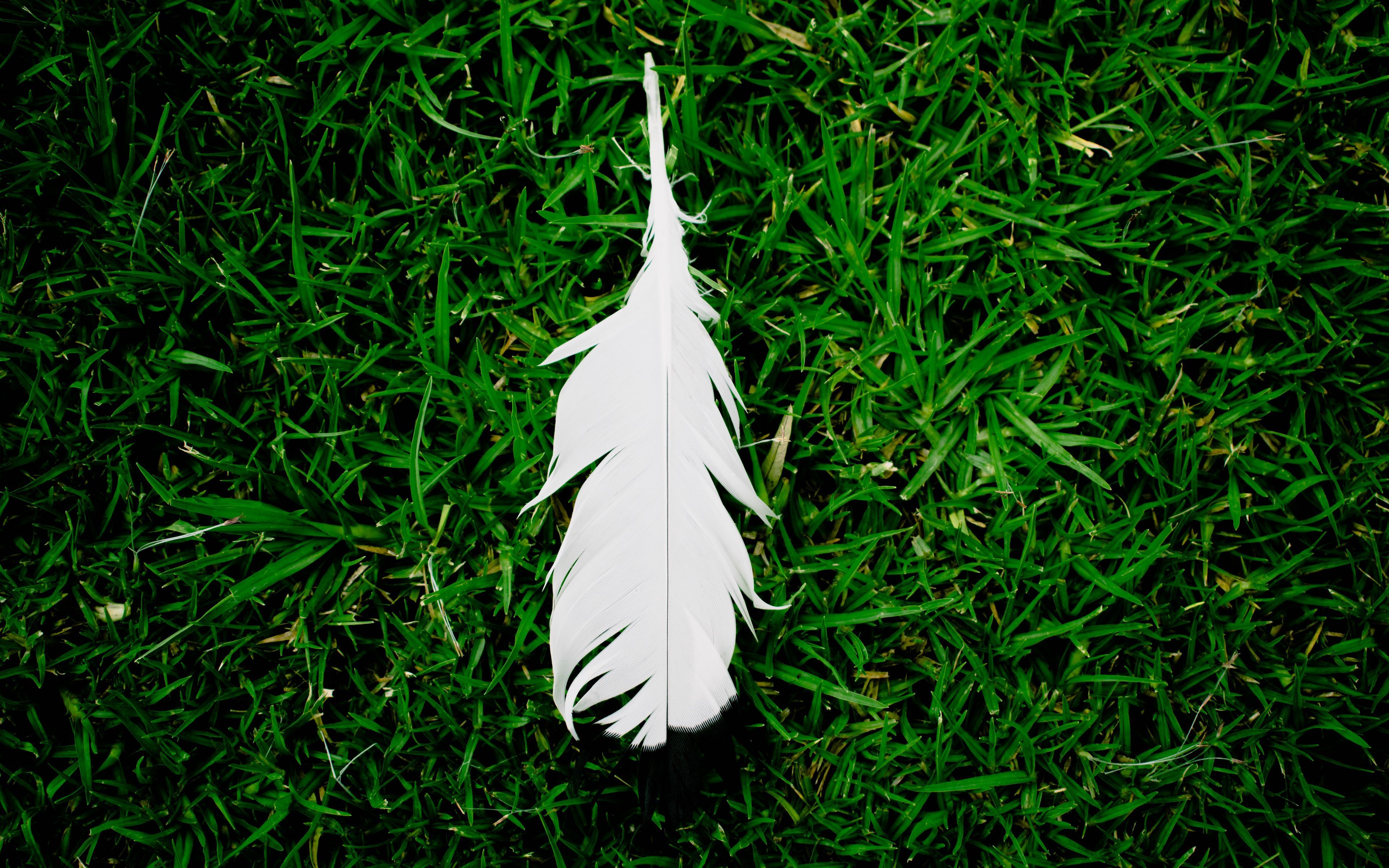Download wallpaper 3840x2400 feather, grass, green, white