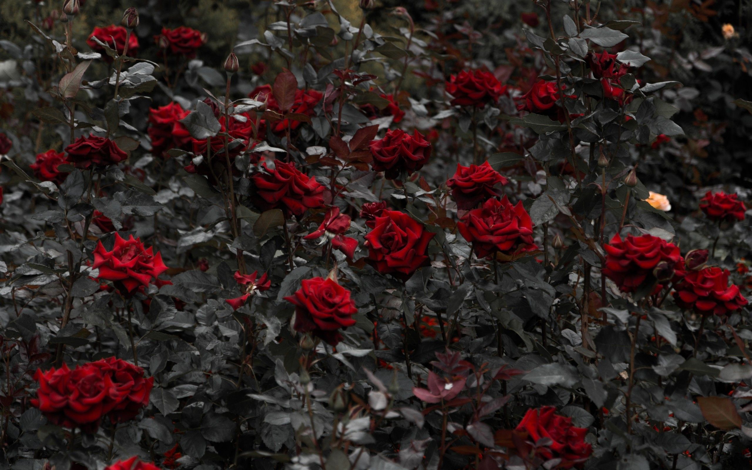 Download 2560x1600 Red Roses, Garden, Leaves Wallpaper