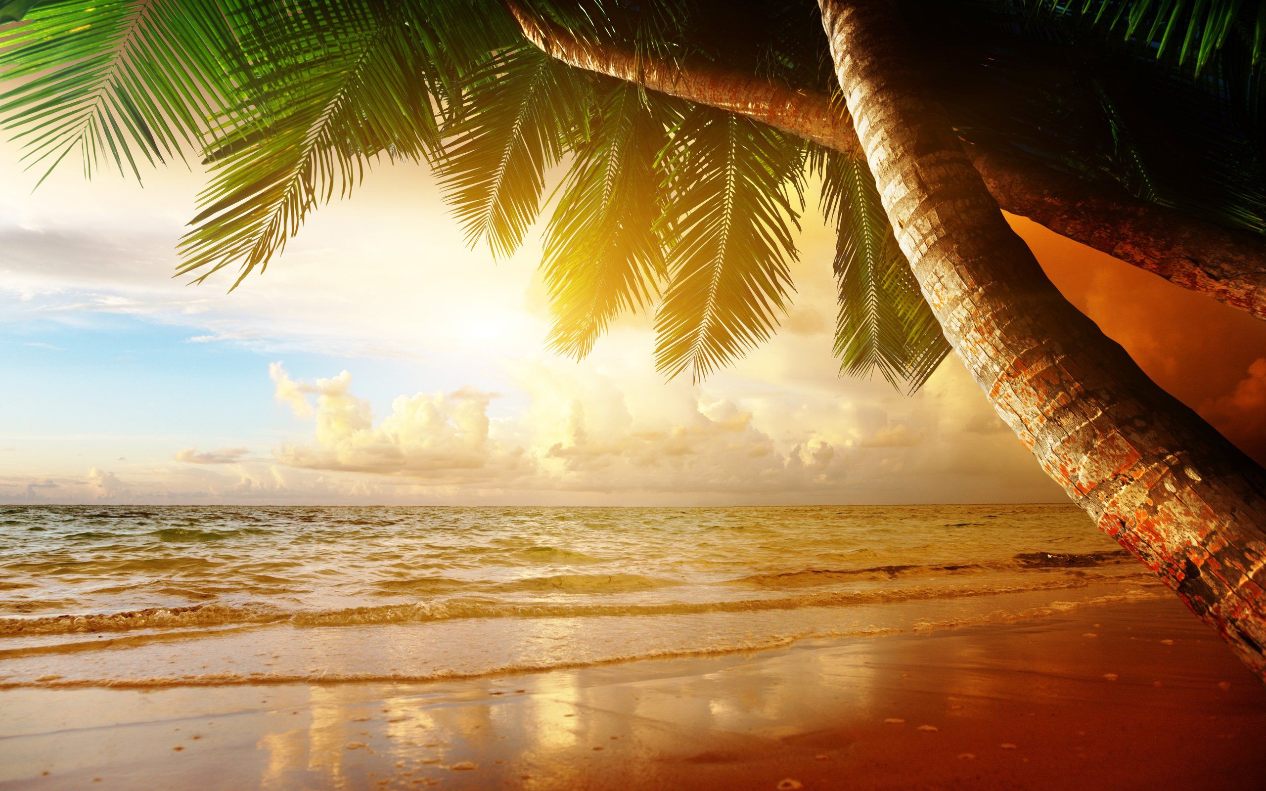 Beach coast tropical ocean sunset palm paradise summer sea wallpaperx1600