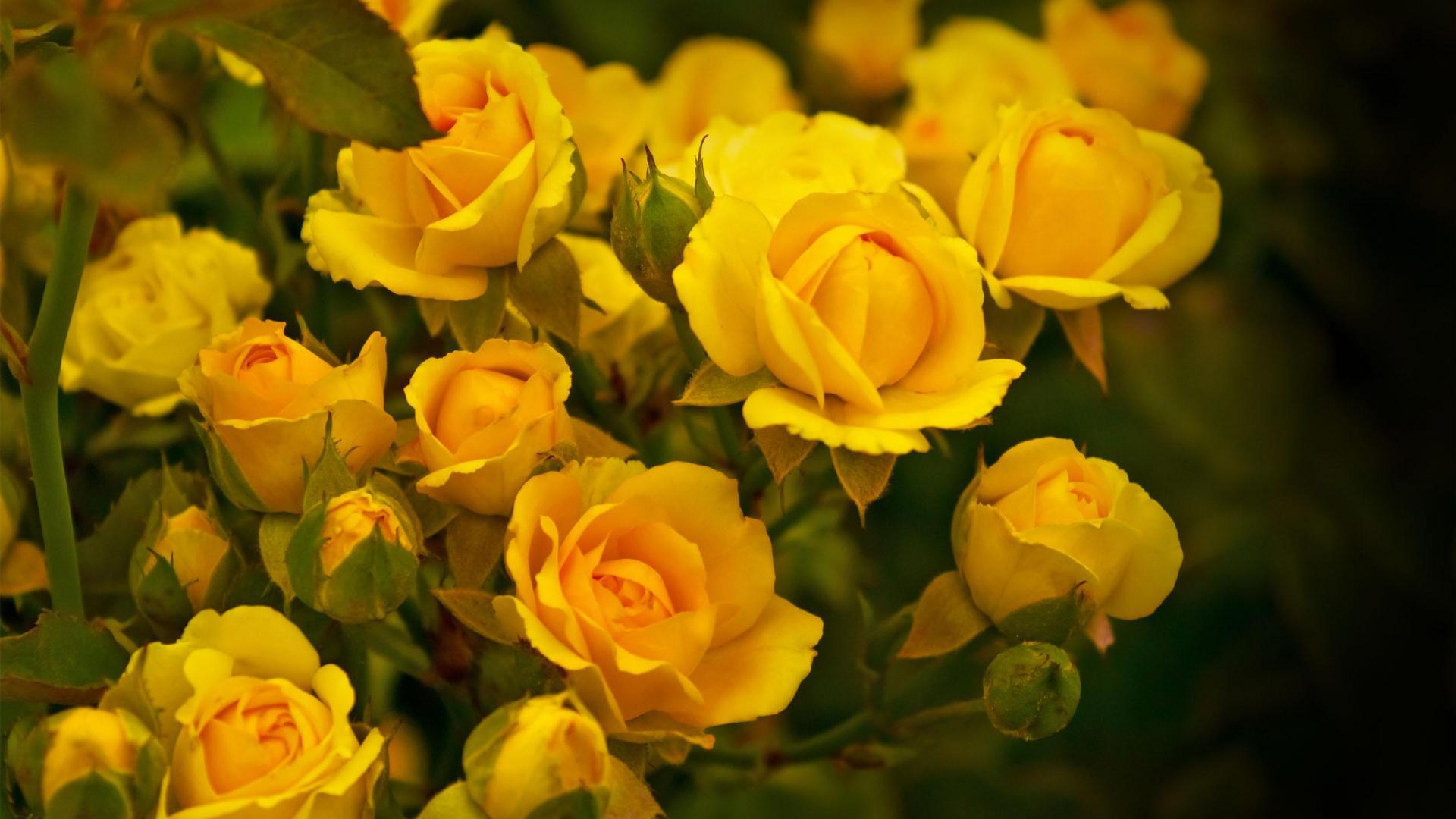 Beautiful yellow roses in the garden wallpaper and image