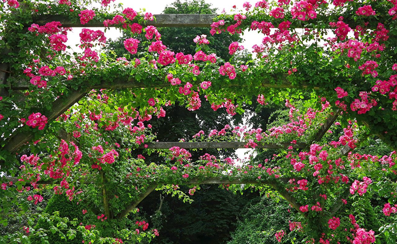 Desktop Wallpaper United Kingdom Rosemoor Rose Garden Devon Roses