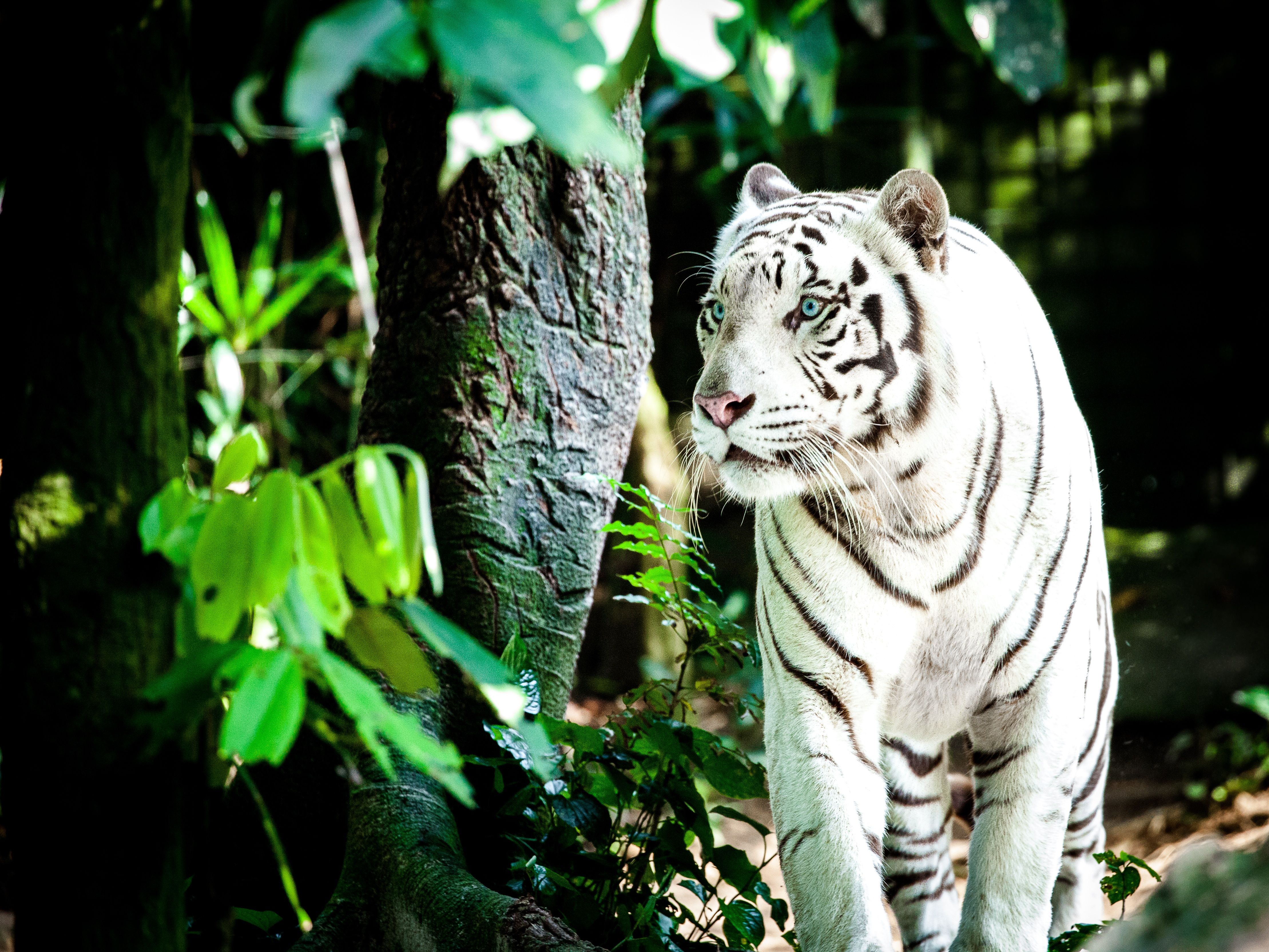 White Tiger 4k Ultra HD Wallpaper. Background Imagex3328