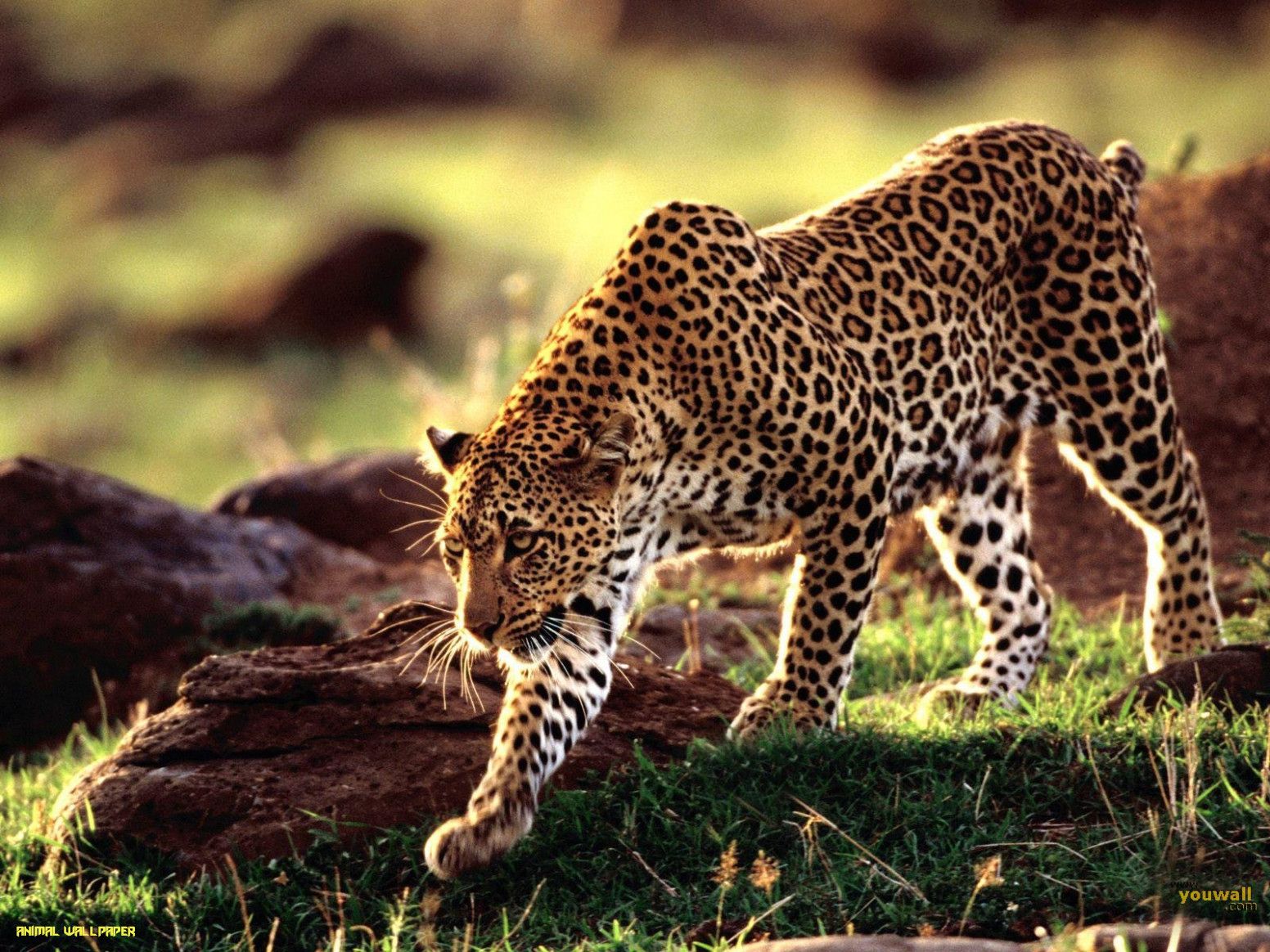 Aesthetic Animal Ps4 Wallpapers Wallpaper Cave