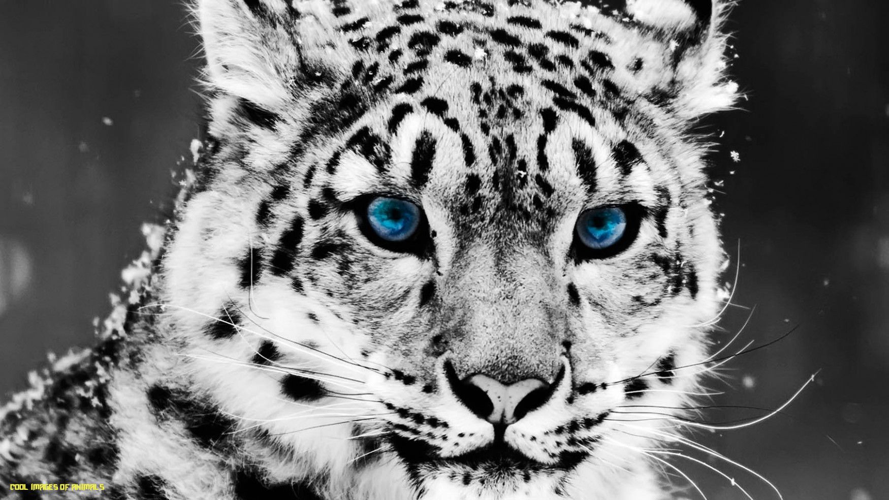 Snow, Leopard, HD Animal Wallpaper, Pet Love, Cool