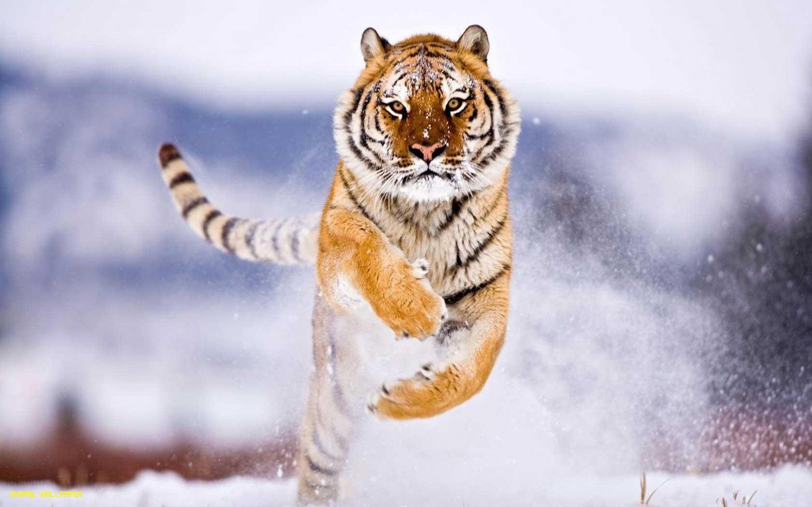 Wallpaper With Animals