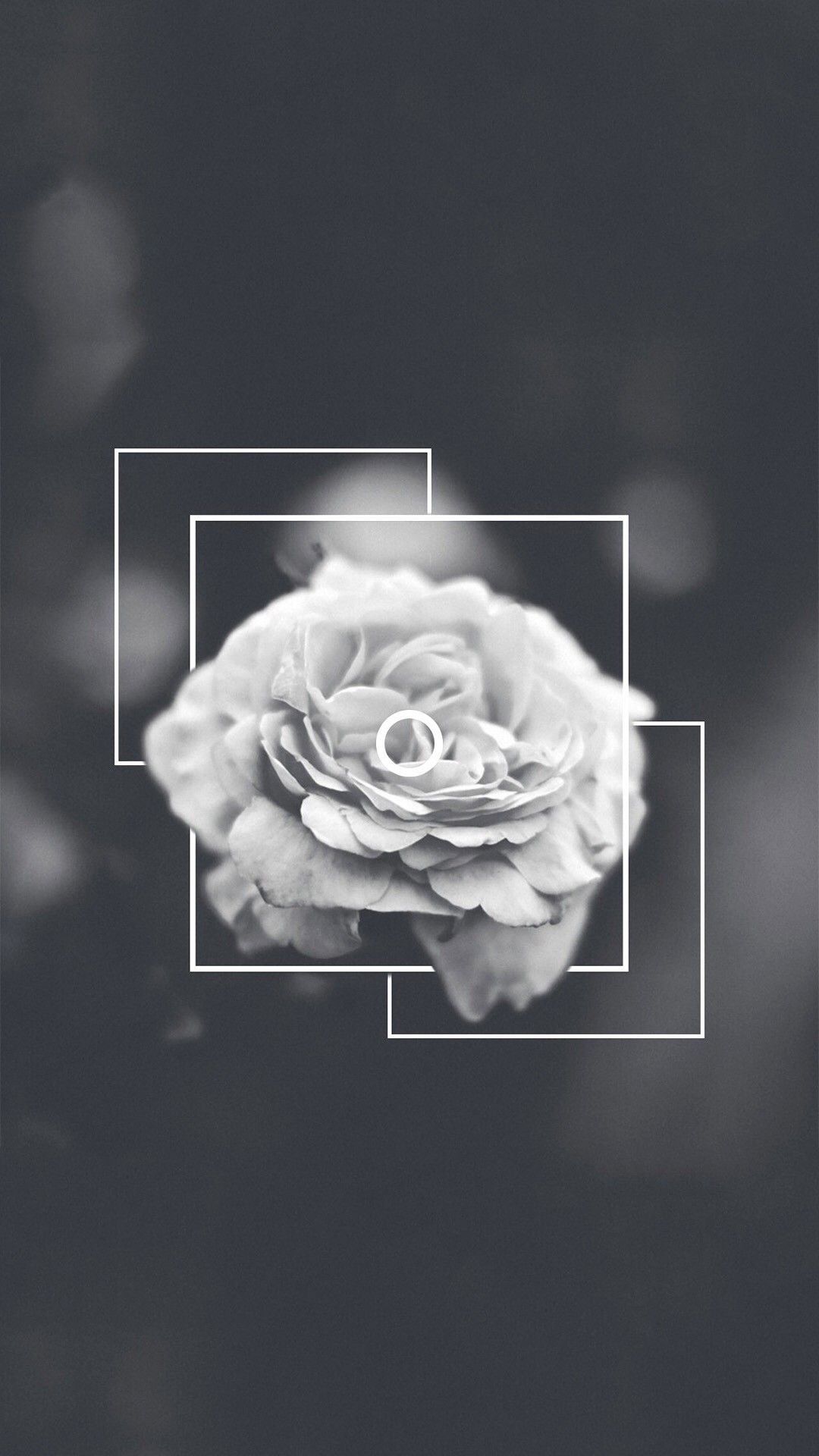 black roses background tumblr