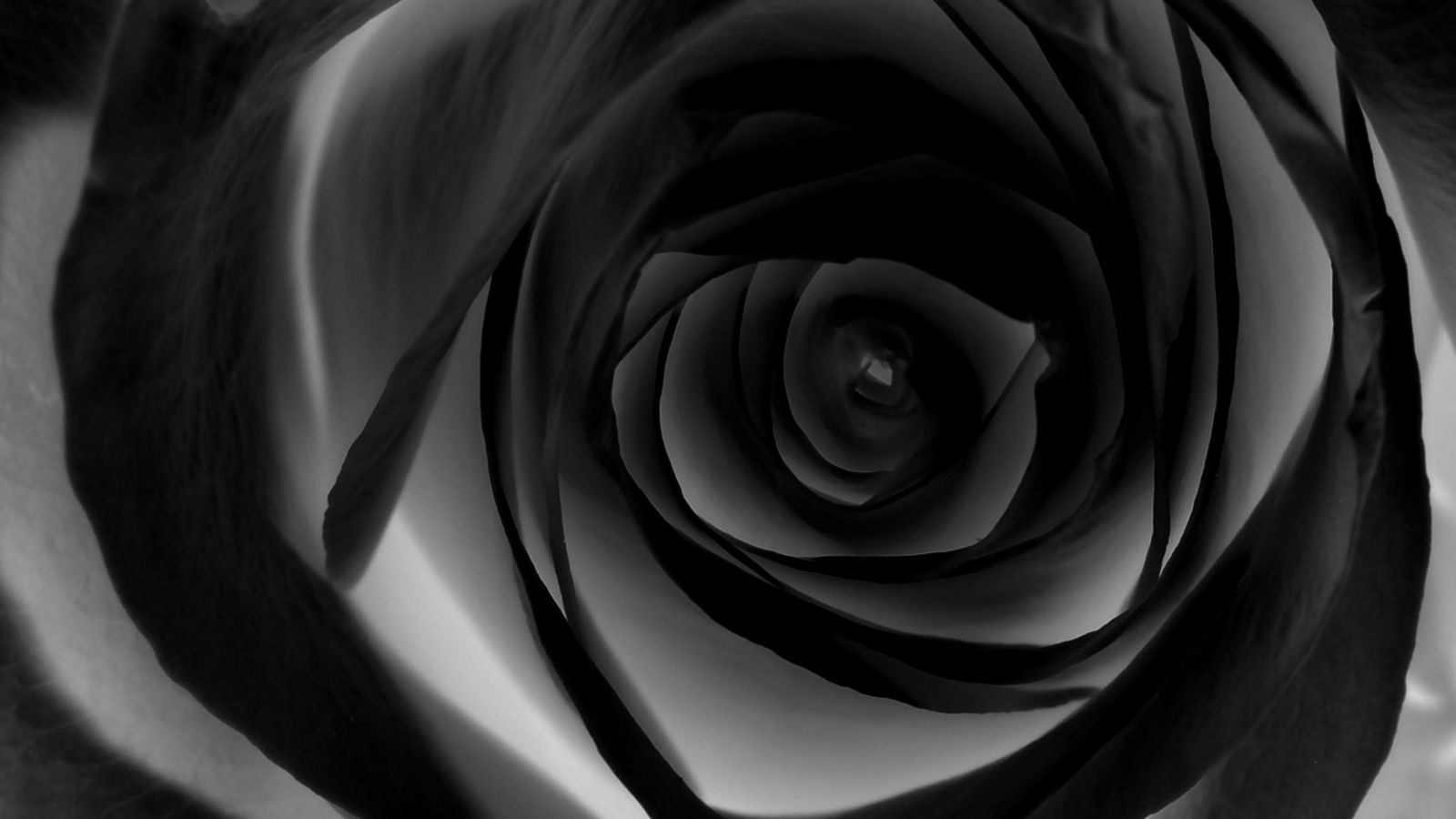 Free download Black rose wallpaper HD Tumblr For Walls for Mobile