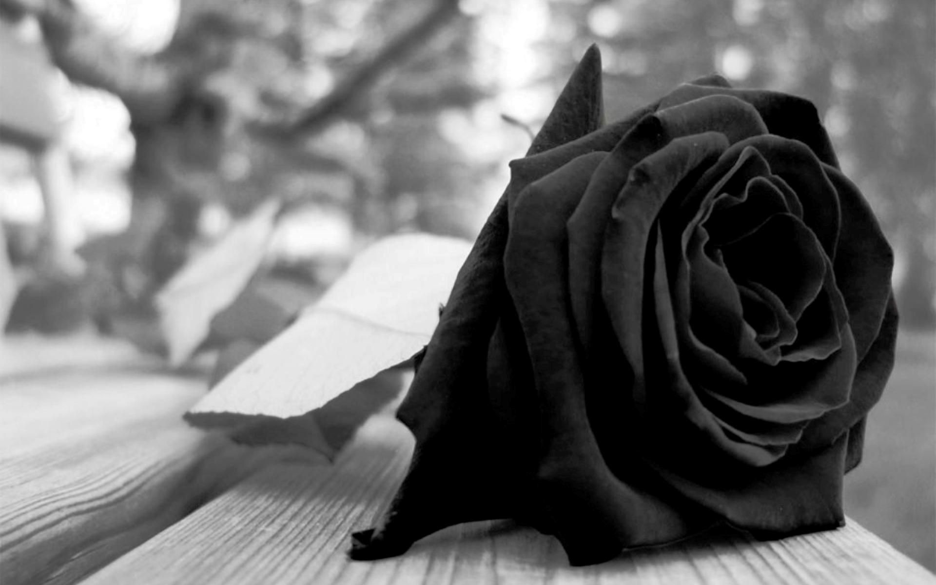 Aesthetic Tumblr Black Roses Wallpaper