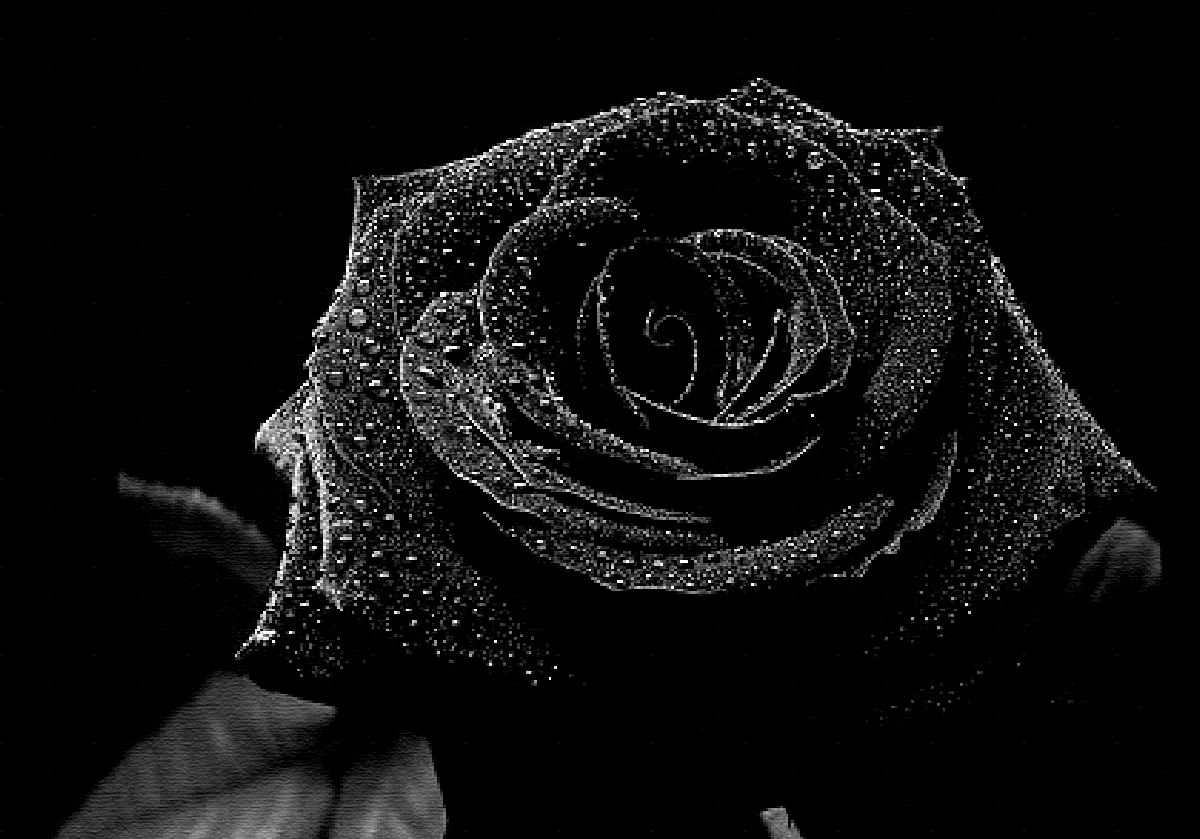 The Dark Truth Behind Black Roses