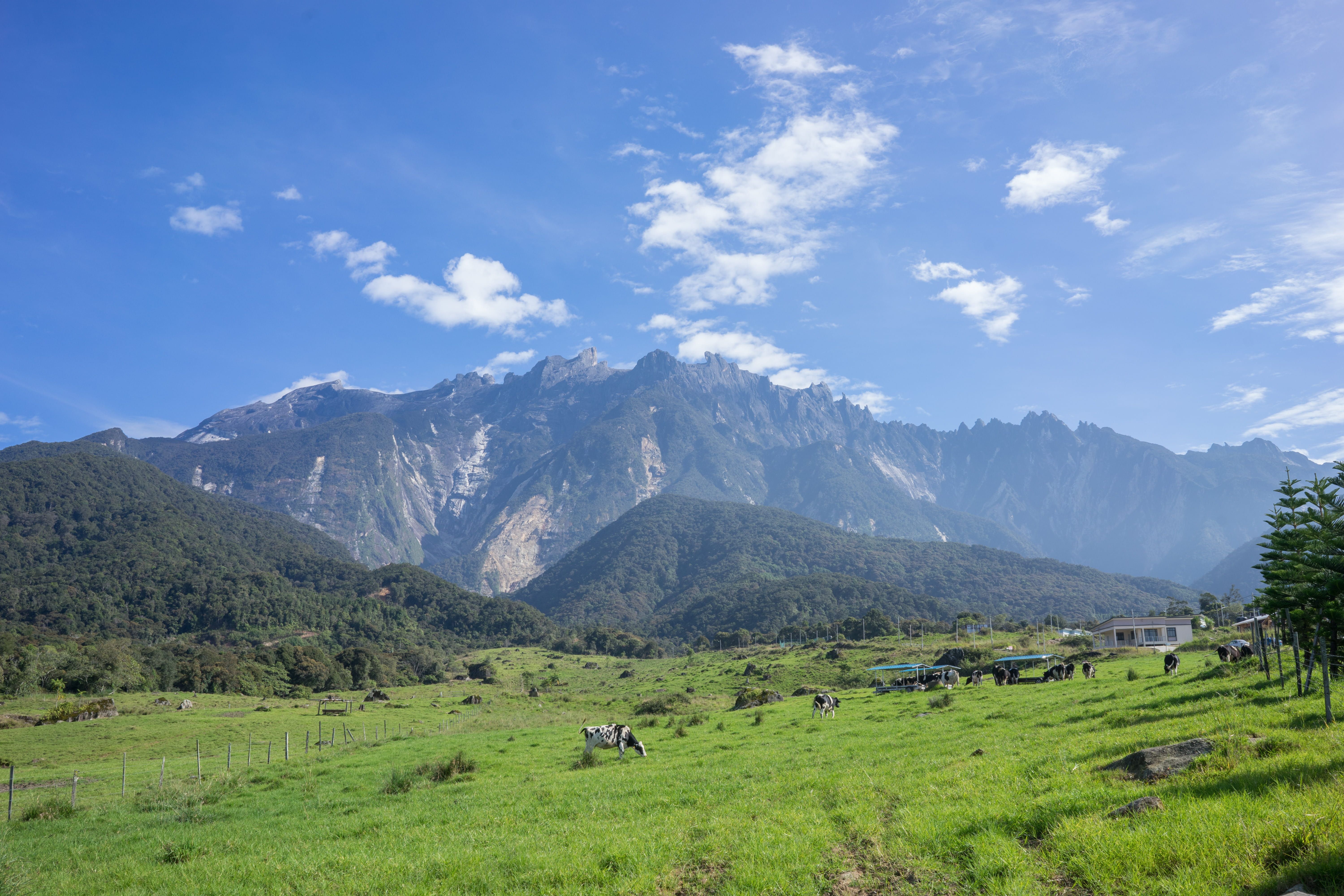 malaysia #kundasang desa cattle dairy farm #landscape #cows