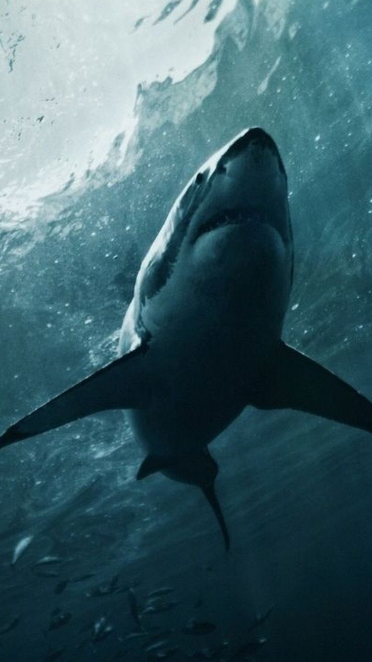 Beautiful Great White Shark iPhone Wallpapers - Wallpaper Cave