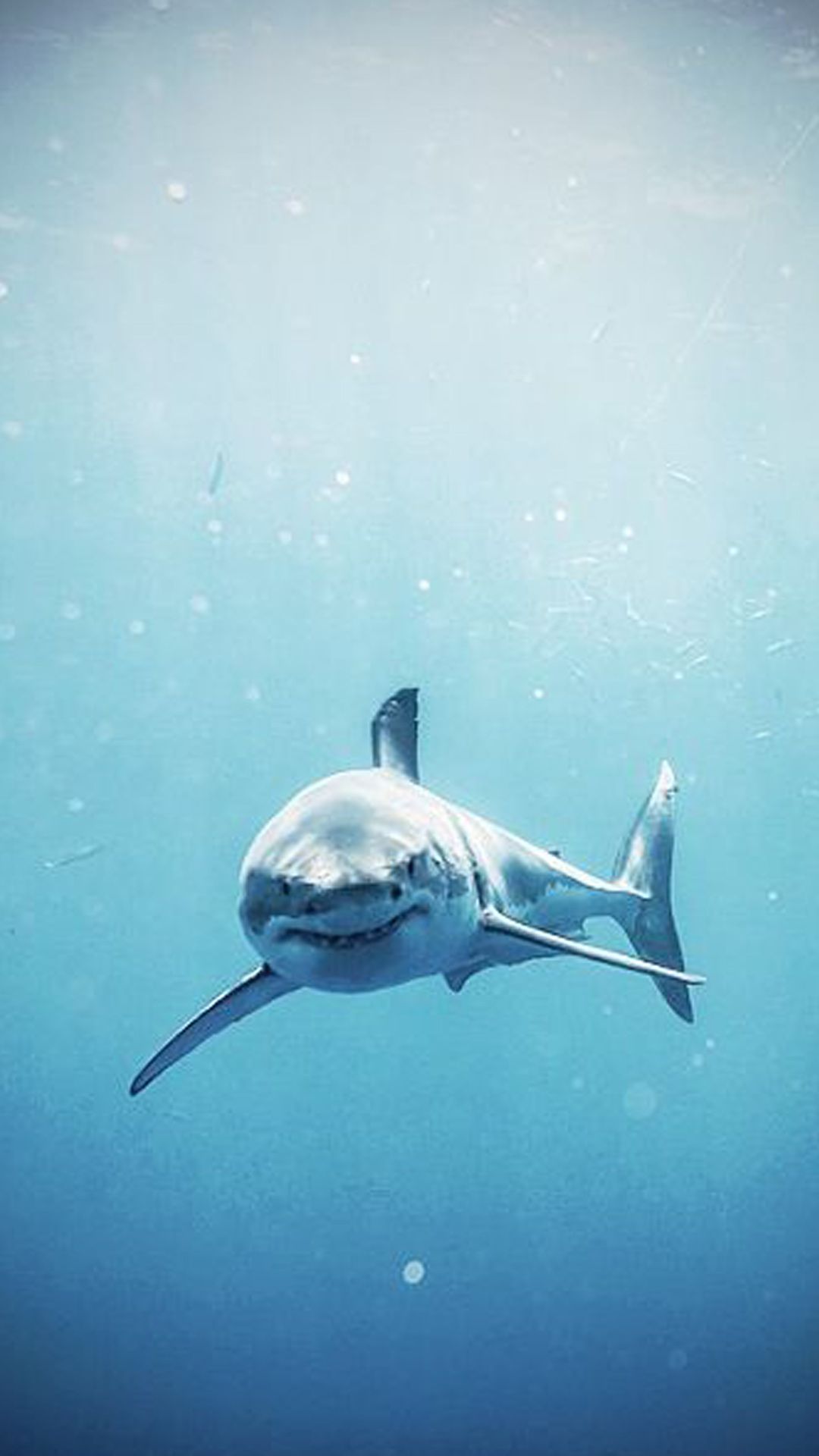 shark wallpaper iphone