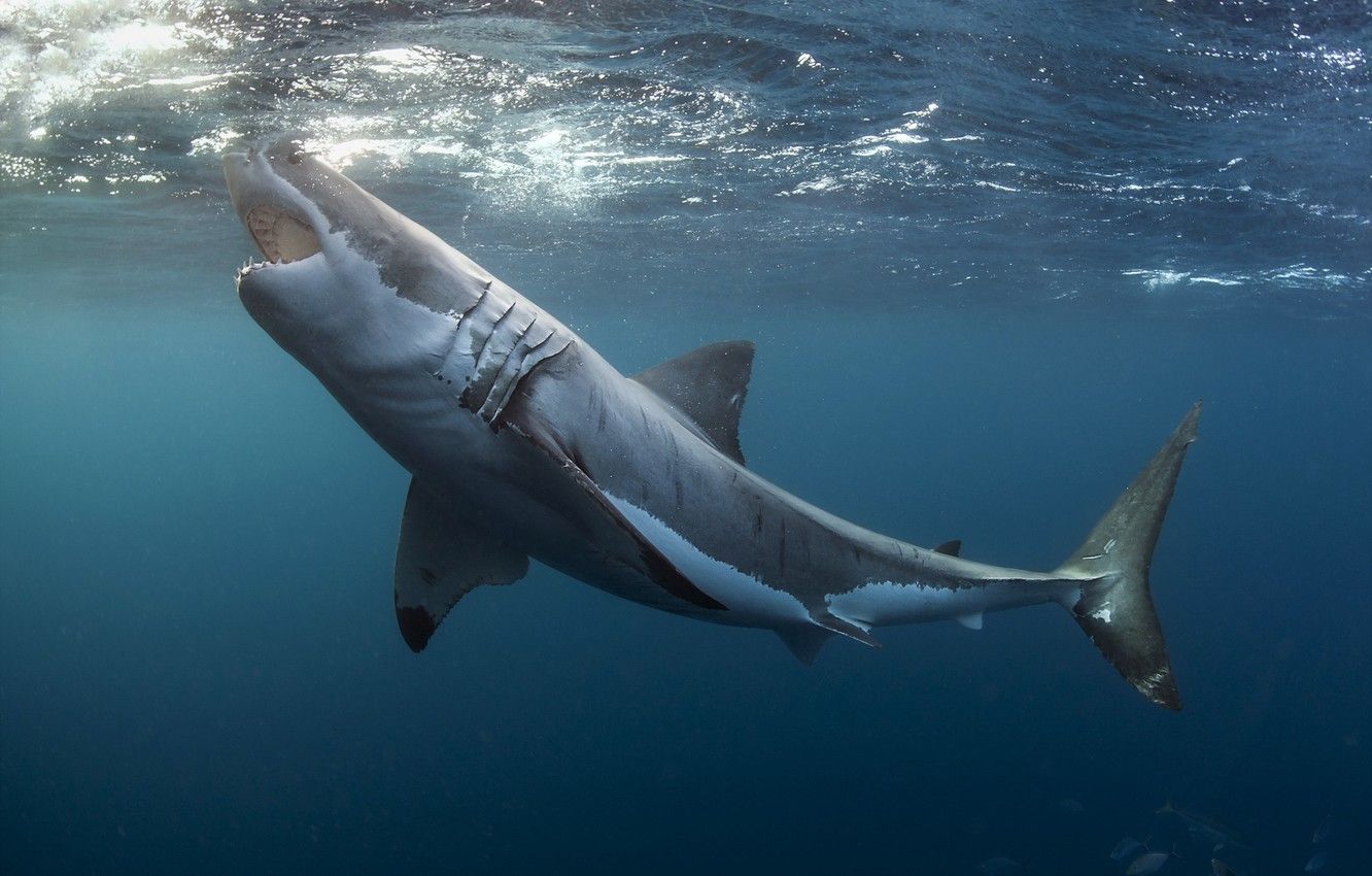 Wallpaper sea, nature, Great white shark image for desktop, section животные
