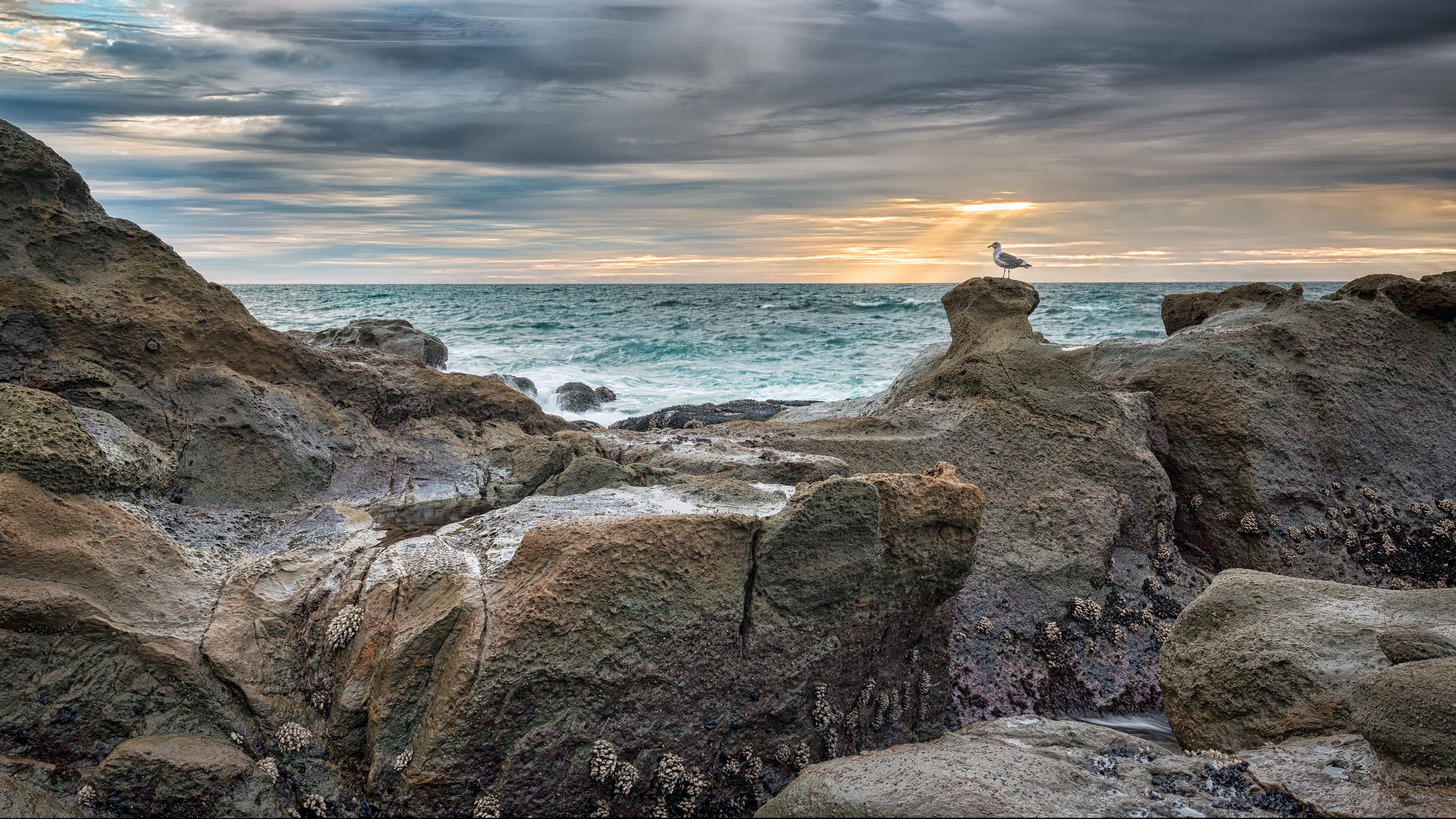 Oregon Coast, 4k, HD wallpaper, Seagull, rock, sunset, sea, ocean