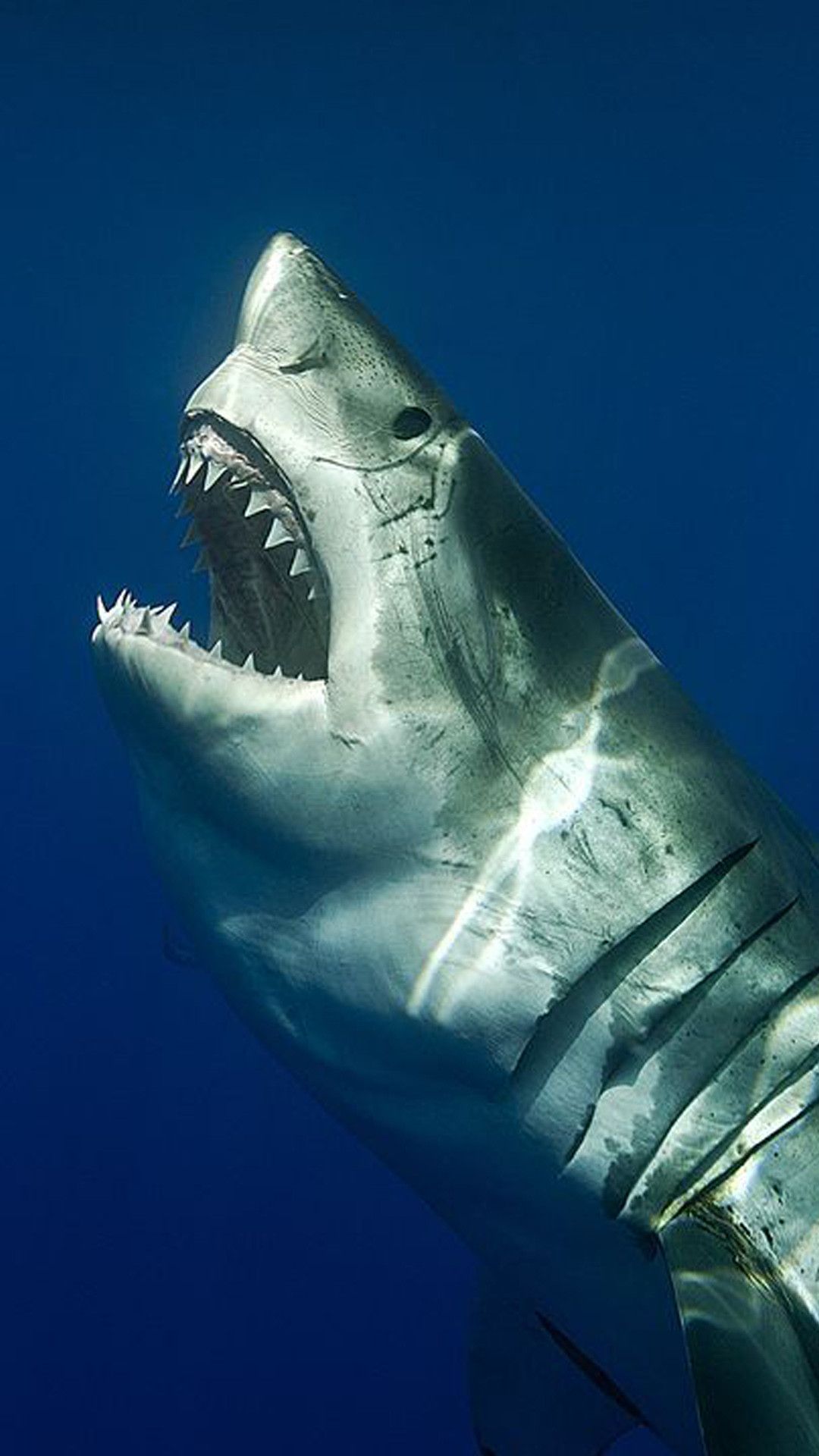 White Shark in Water Blue Wallpapers  Shark Wallpaper iPhone 4k